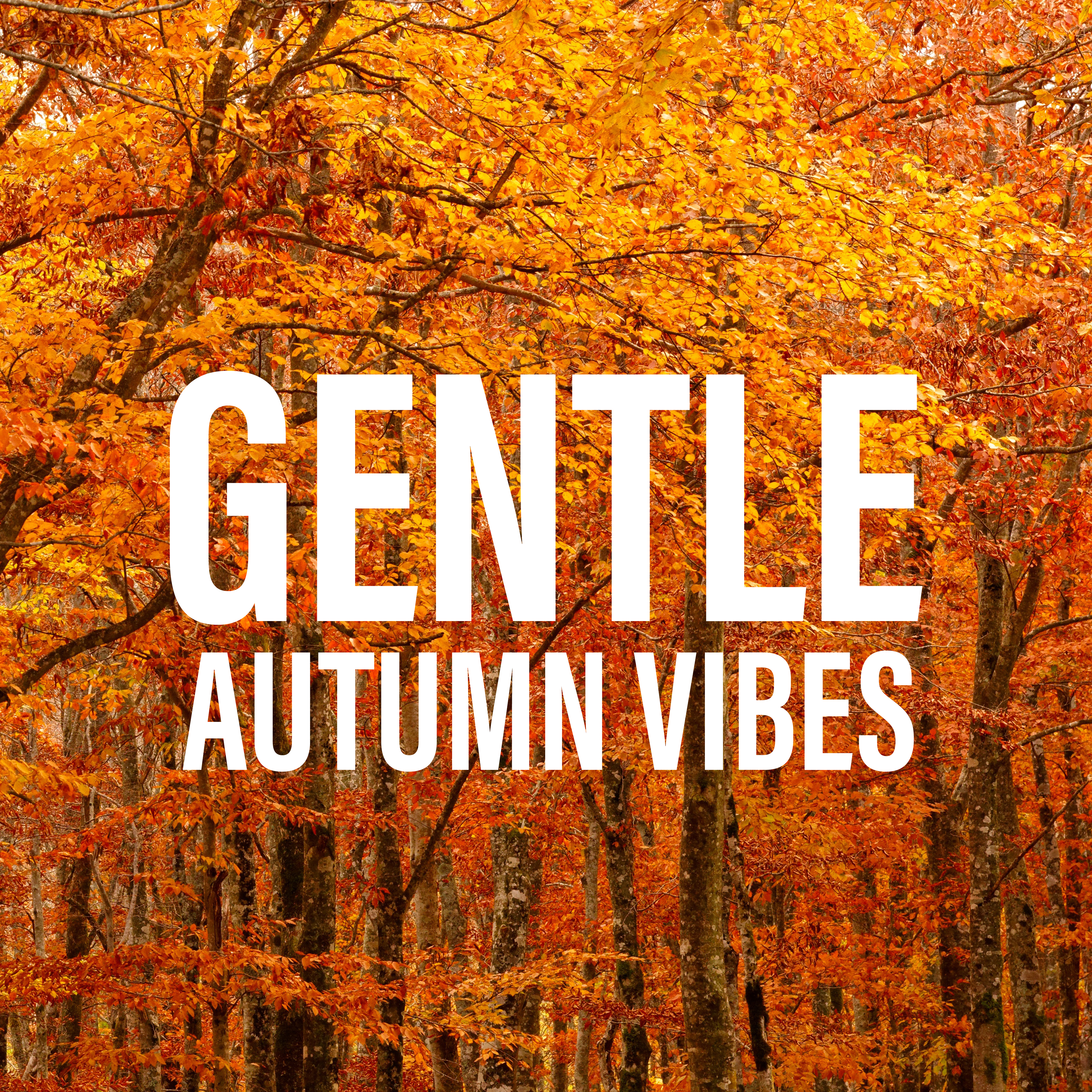 Gentle Autumn Vibes
