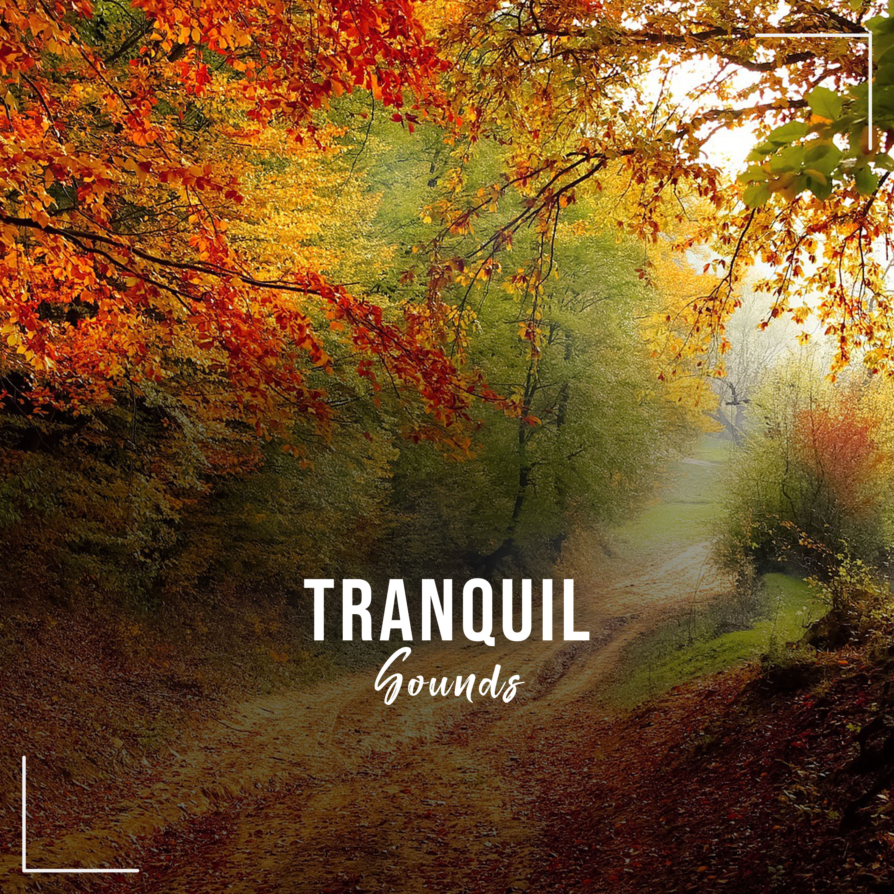#18 Tranquil Sounds to Provide Focus