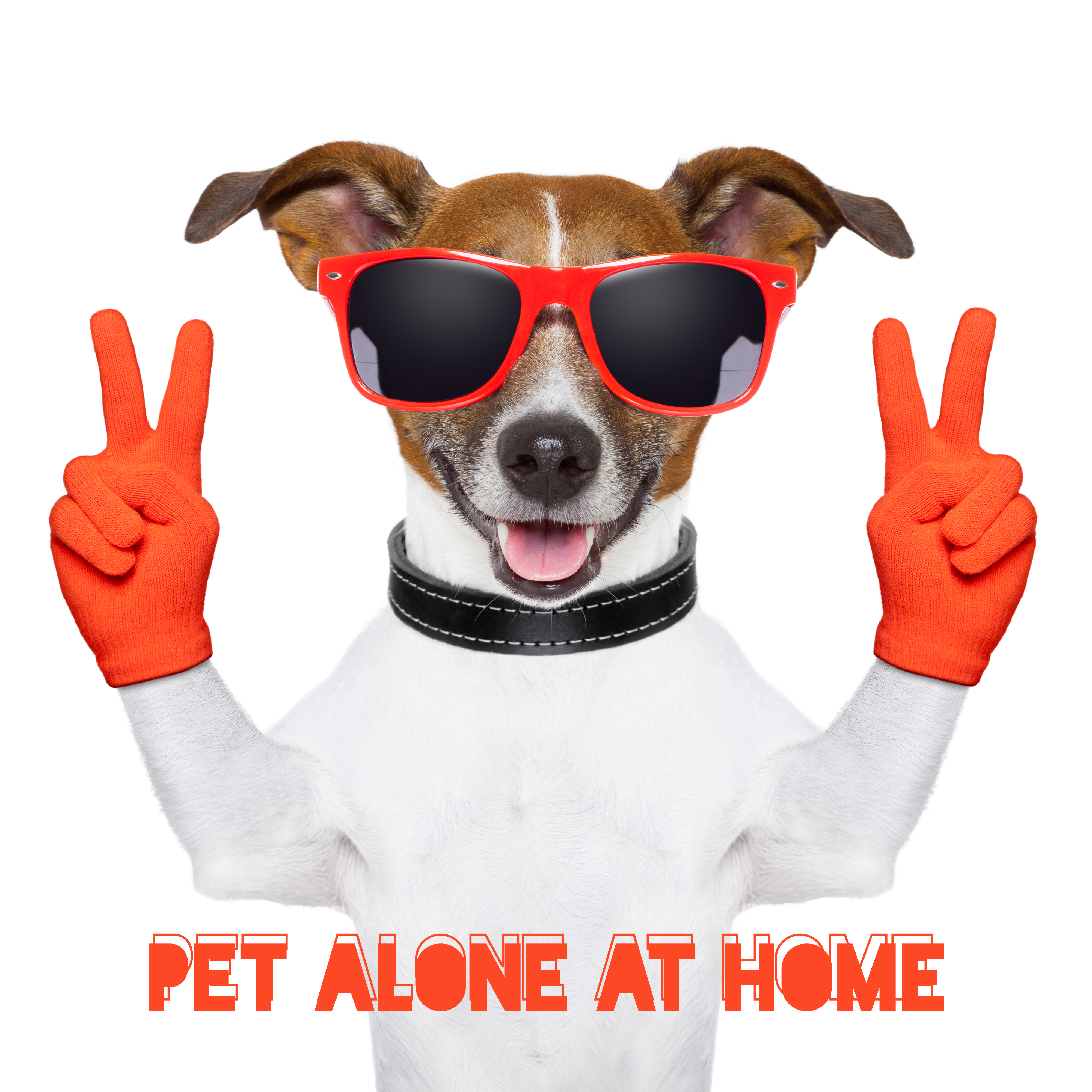 Pet Alone at Home: Quiet, Calm and Relaxing Music for Your Pet