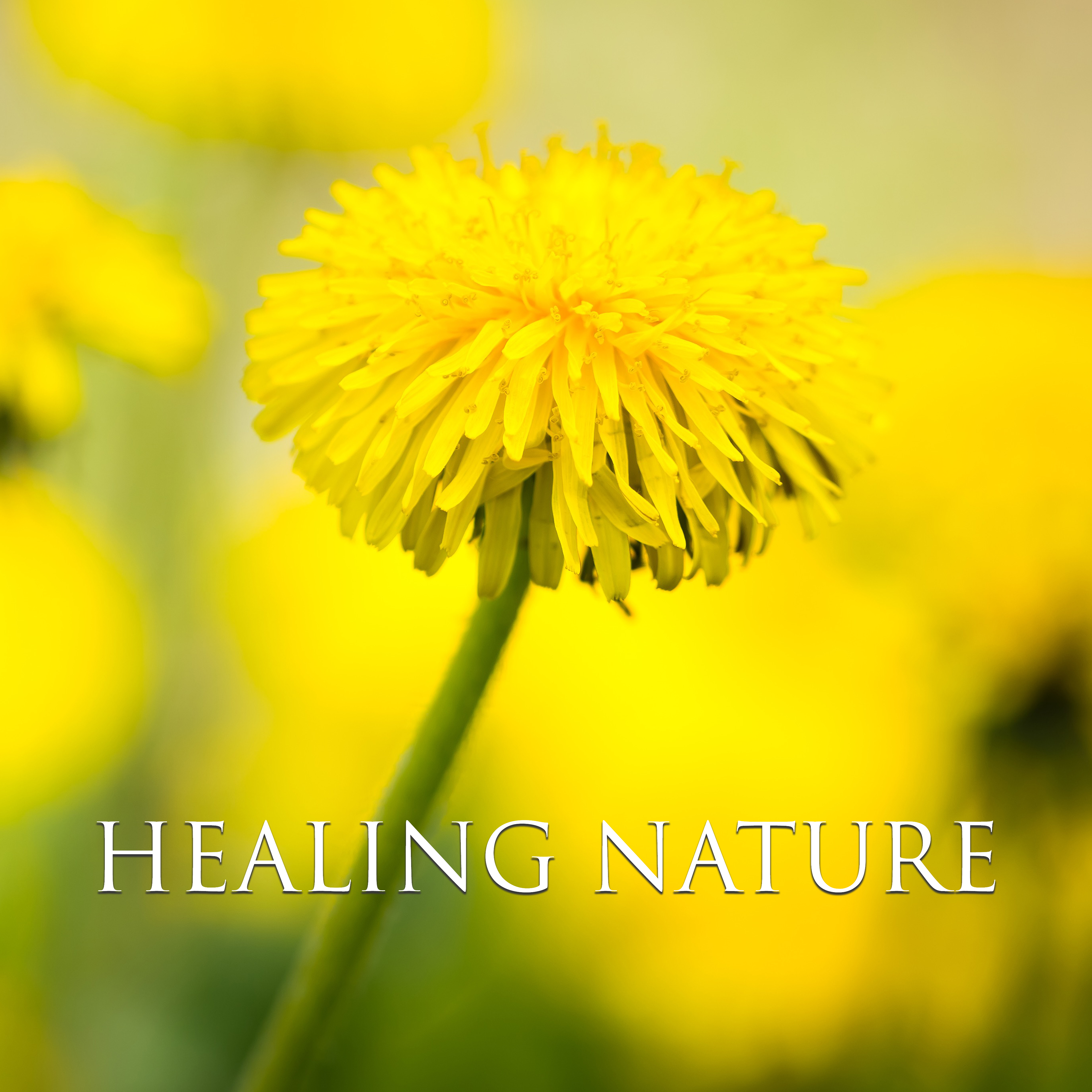 Healing Nature  Pure Sleep, Anti Stress Music, Massage Dream, Wellness  Beauty, Relax, Spa Dream, Zen Garden