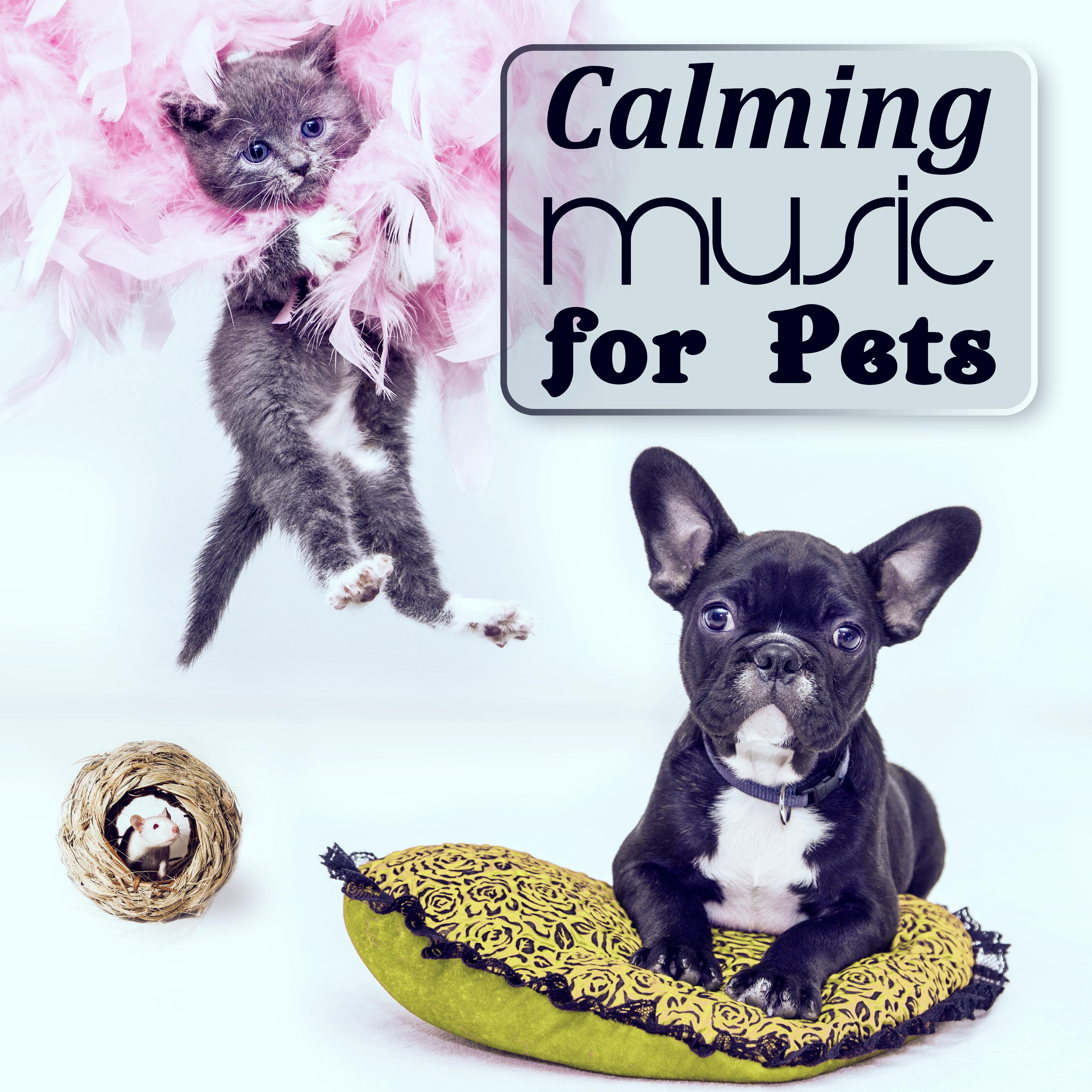 Calming Music for Pets  Relaxing Sounds for Cats  Dogs, Melodies to Calm Your Animal Companion