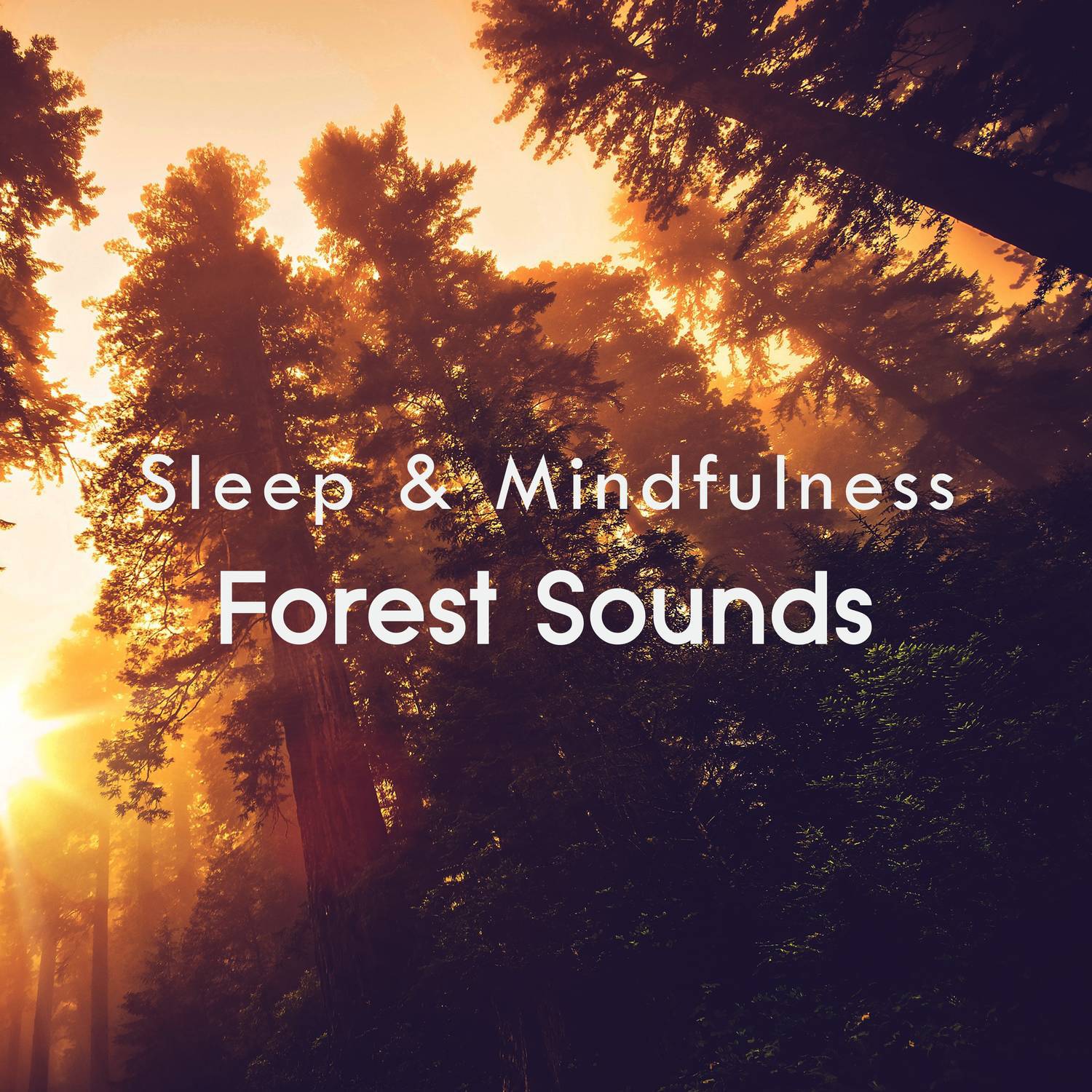 Forest Sleep and Relaxing Sounds, Pt. 12