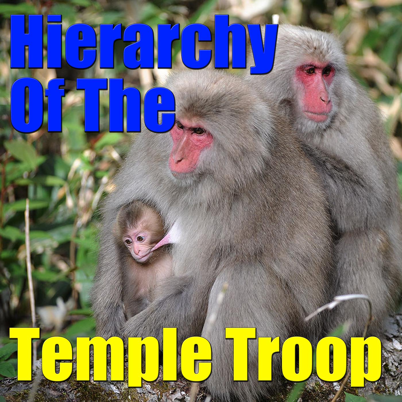 Hierarchy Of The Temple Troop