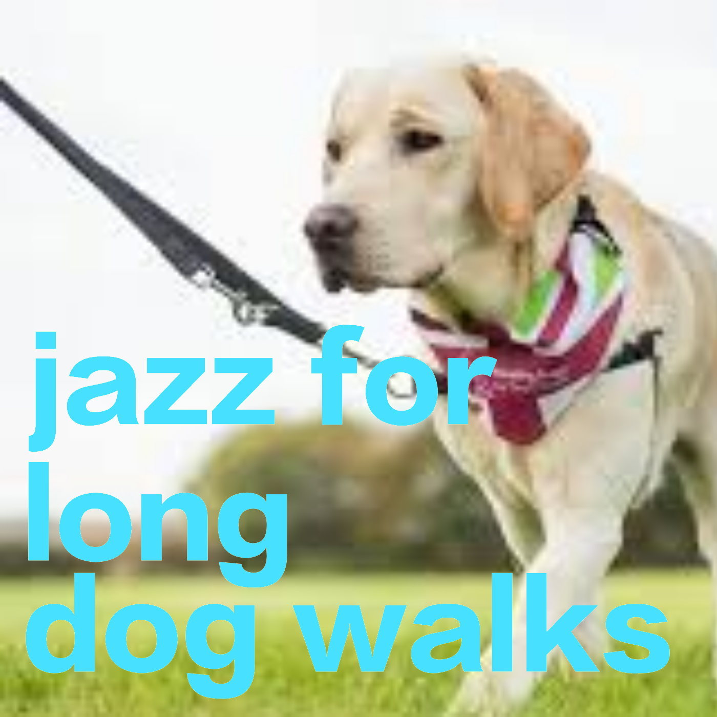 Jazz For Long Dog Walks