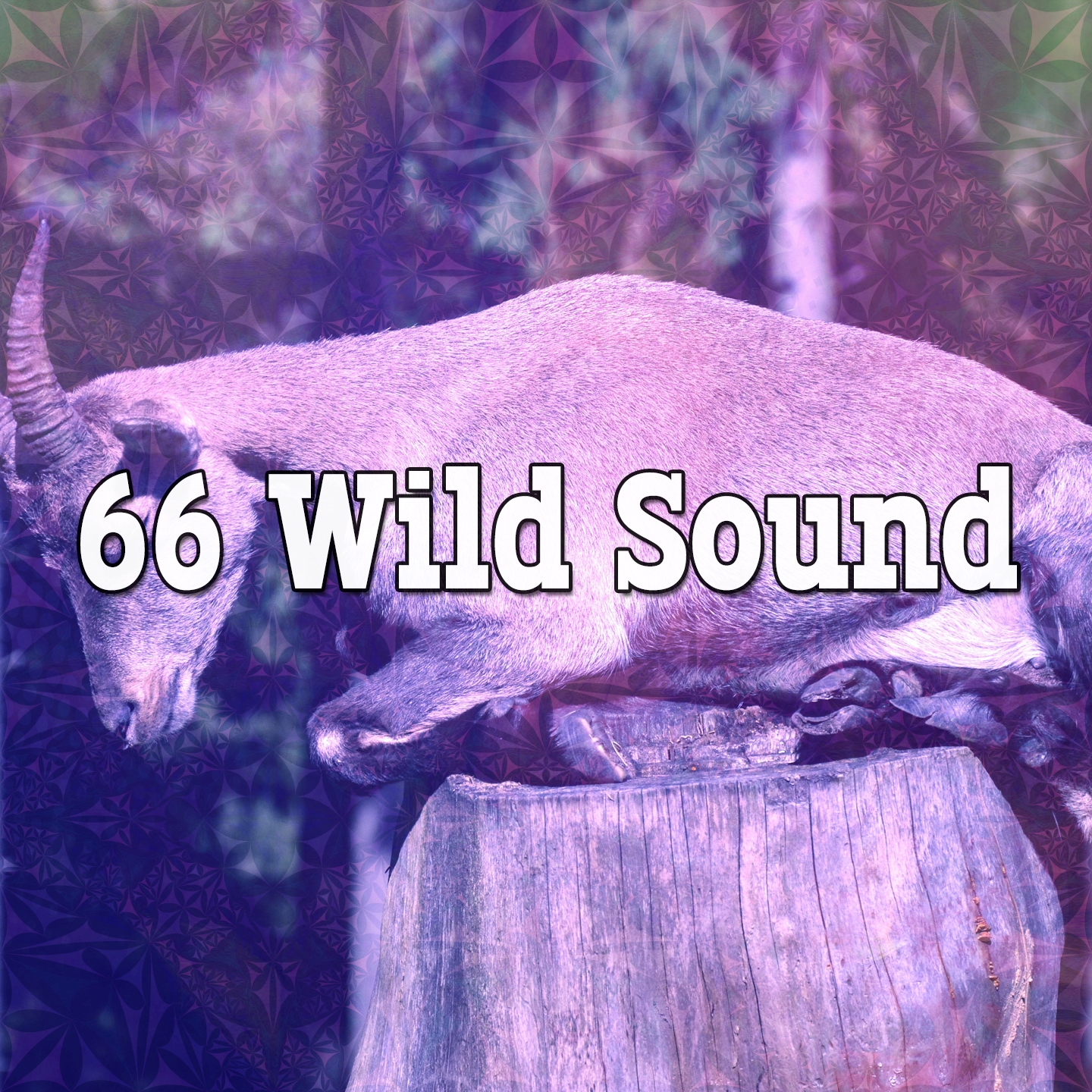 66 Wild Sound