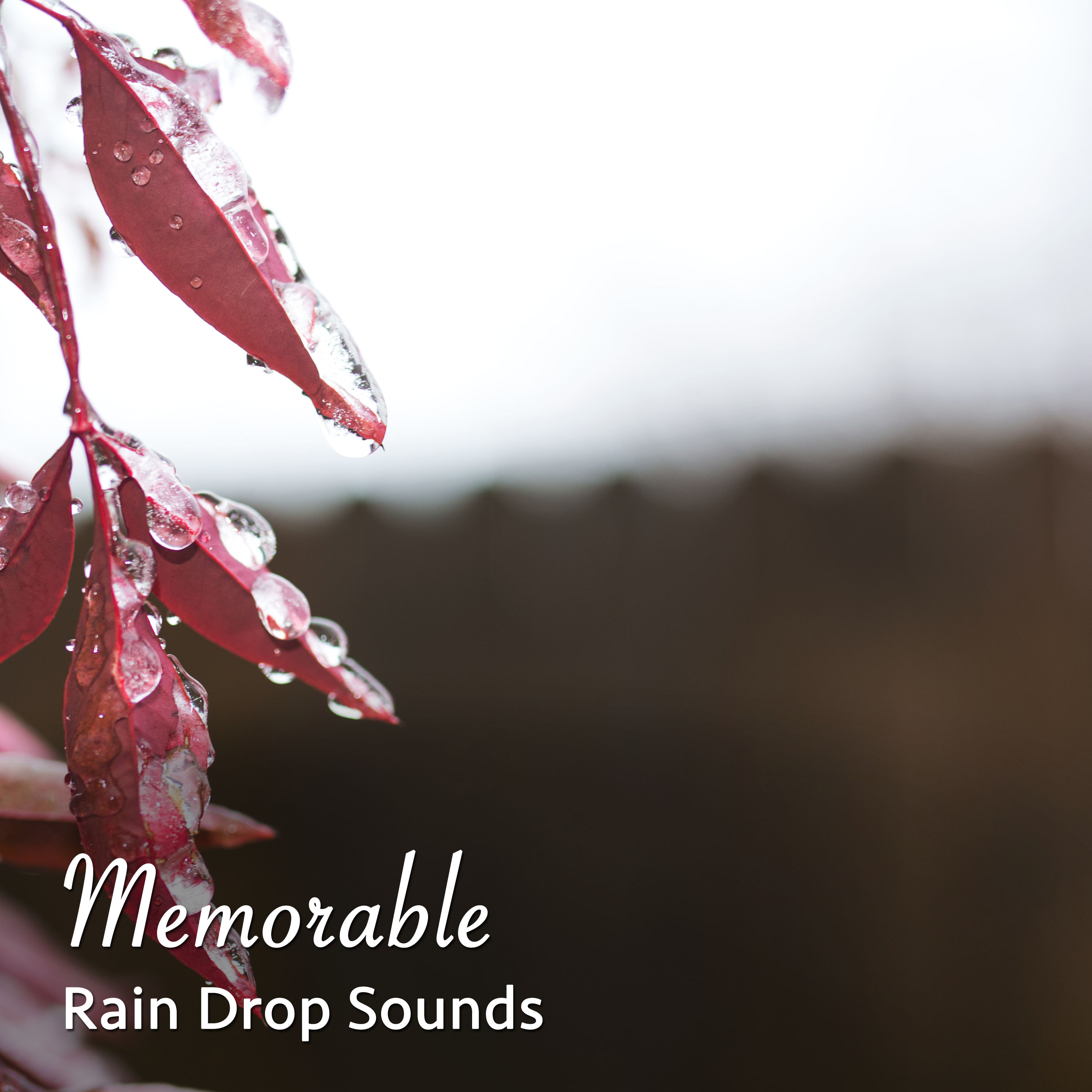 #16 Memorable Rain Drop Sounds for Natural Sleep Aid