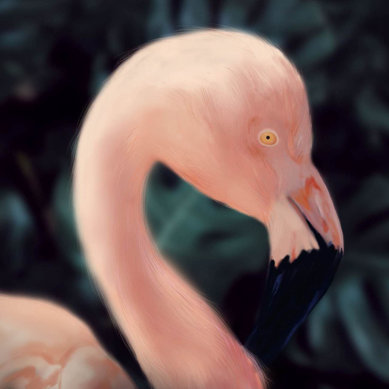 Flamingo