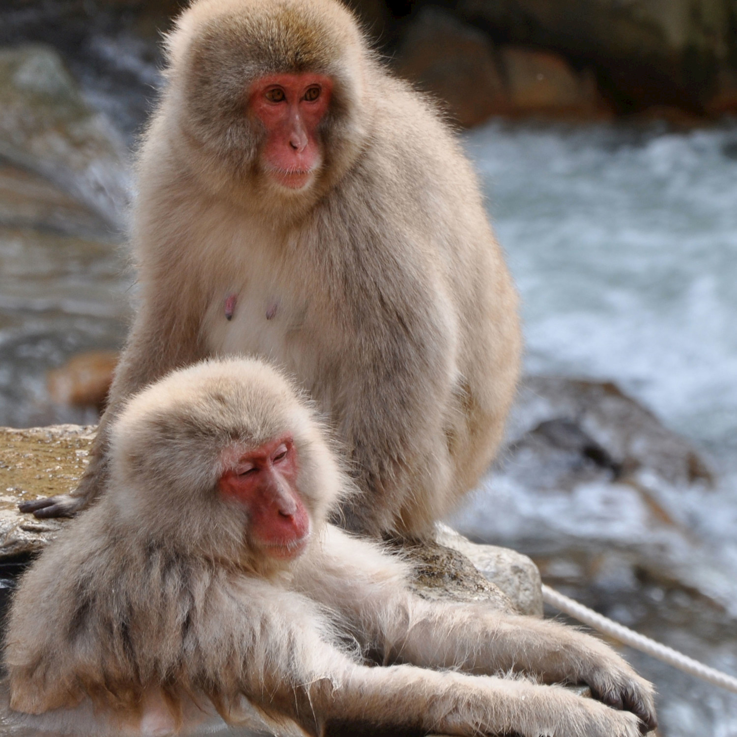 Monkeys Howling Down the River