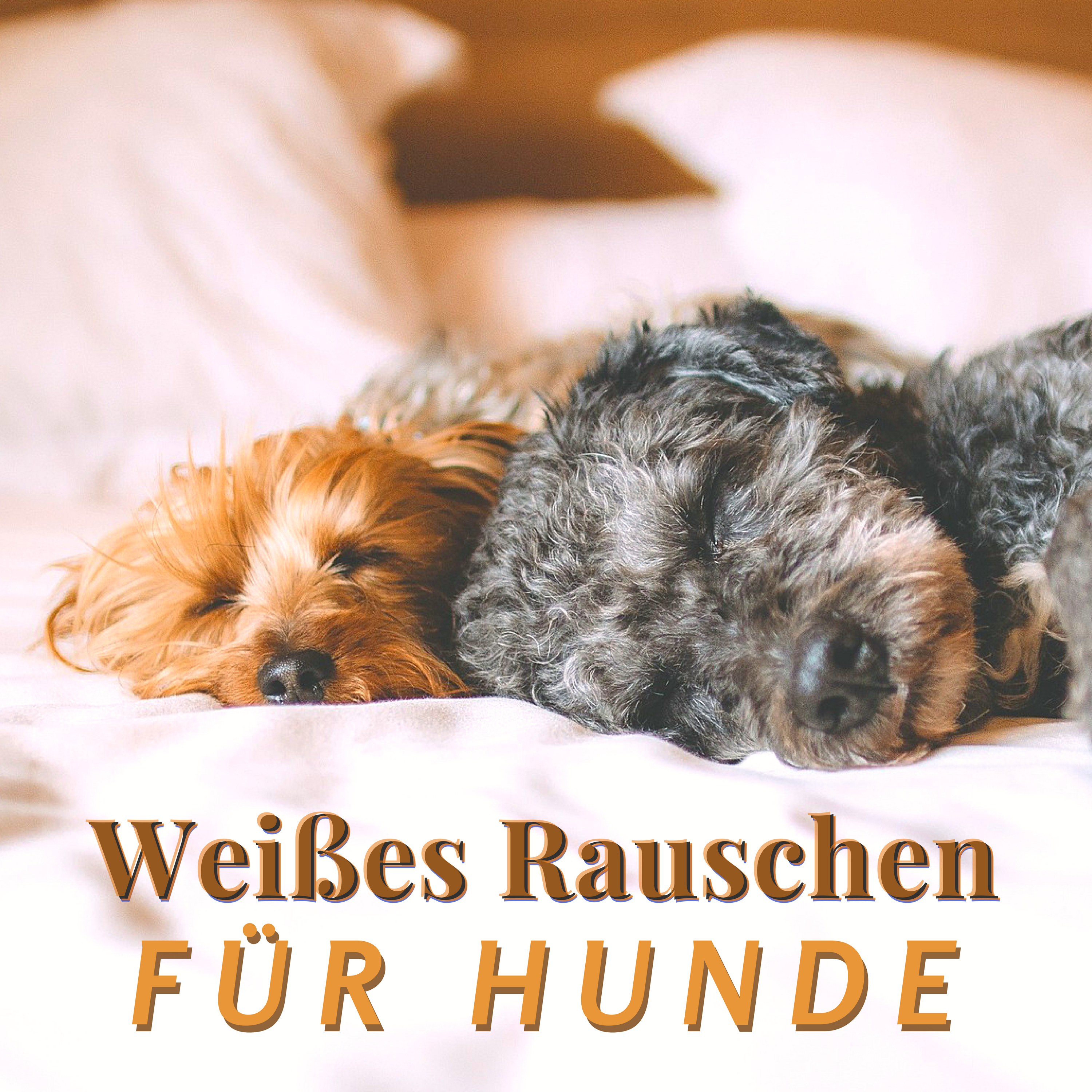 Wei es Rauschen fü r Hunde