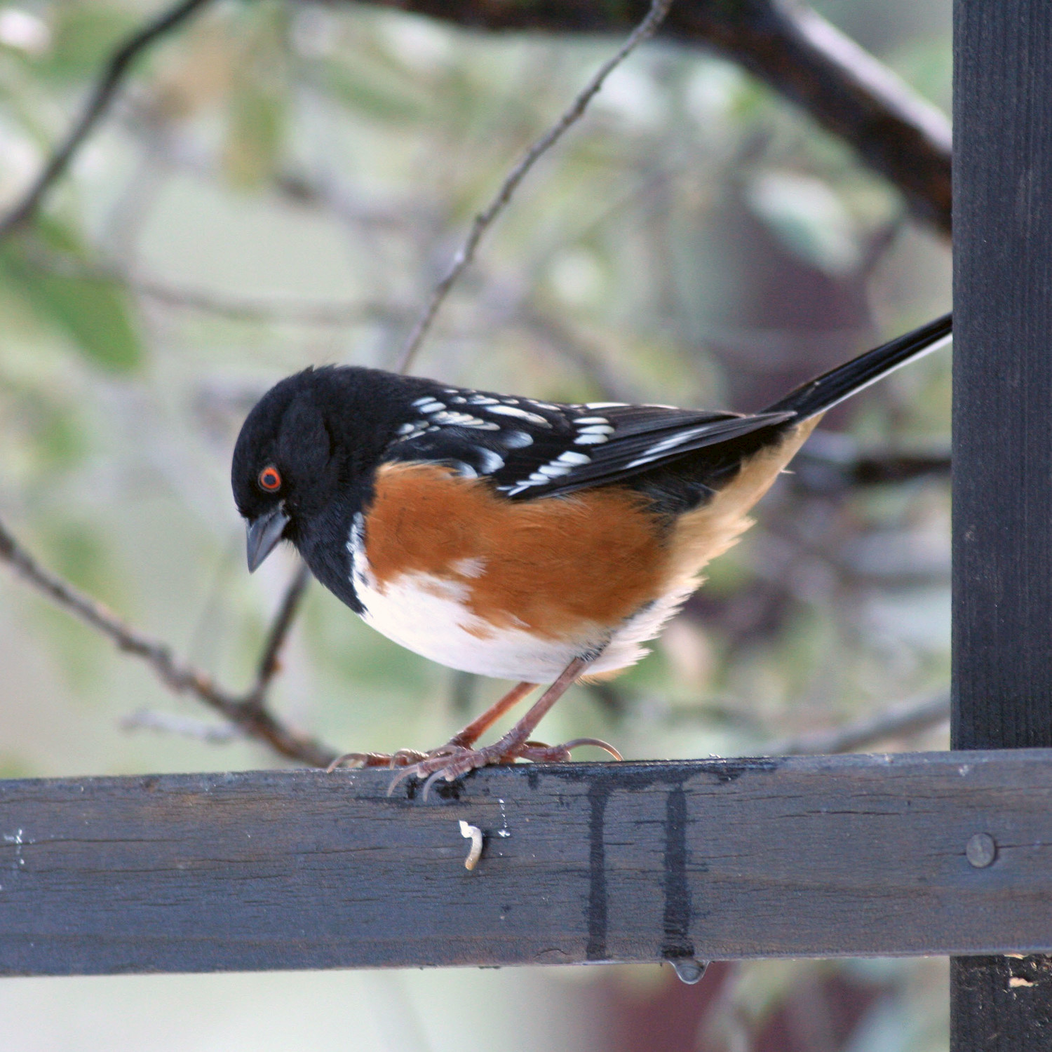 Spotted Towhee