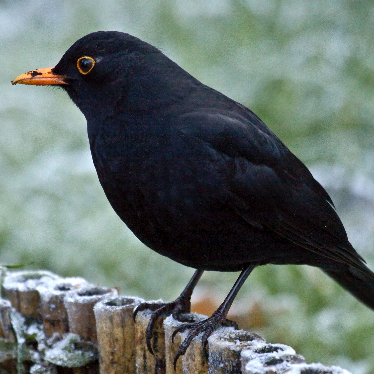 Blackbird Song