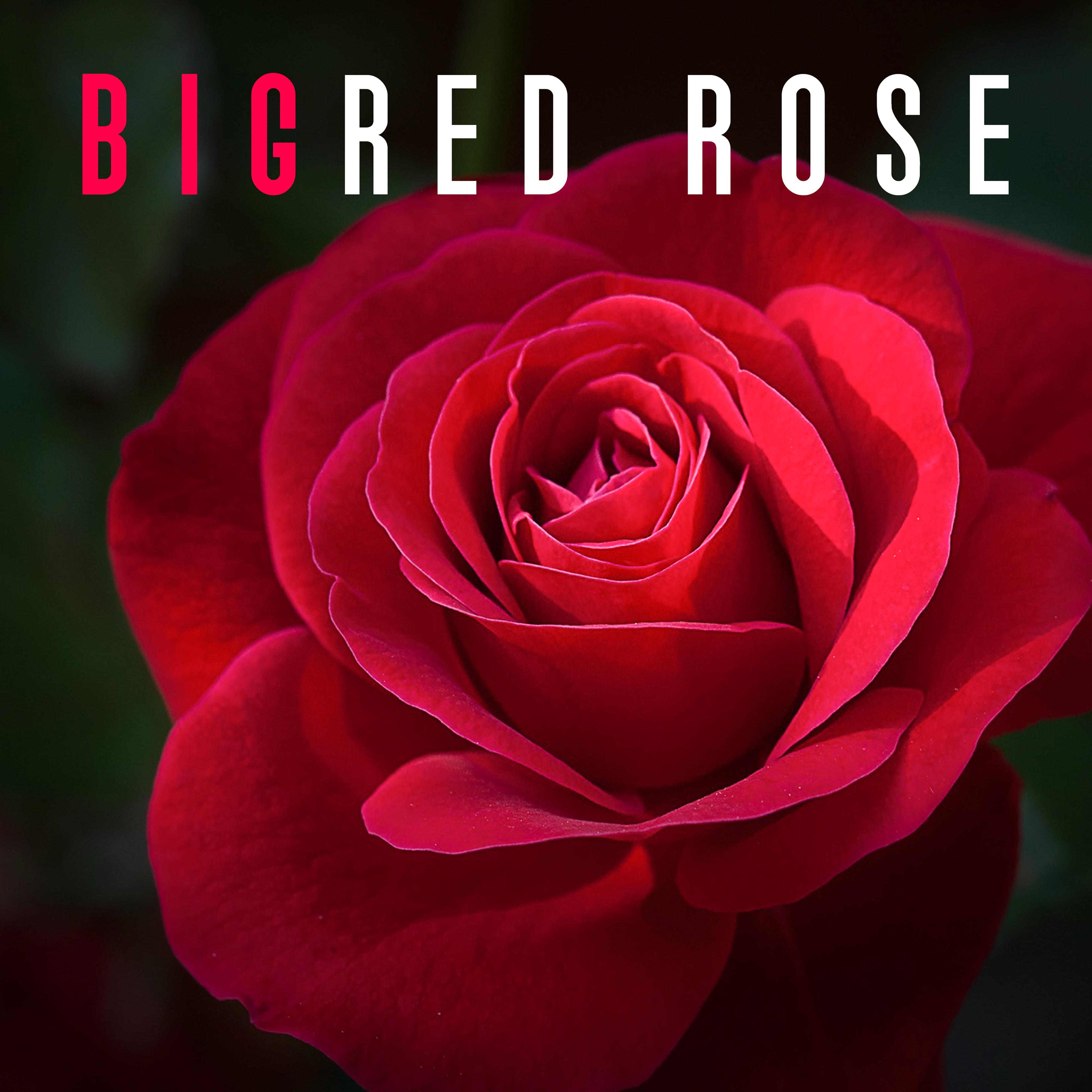 Big Red Rose - True Love, Feeling in Heart, Falling in Love, Meeting with Sweetheart, I Love You, Remember Valentine's Day, Love Actually, Real Feeling for Christmas