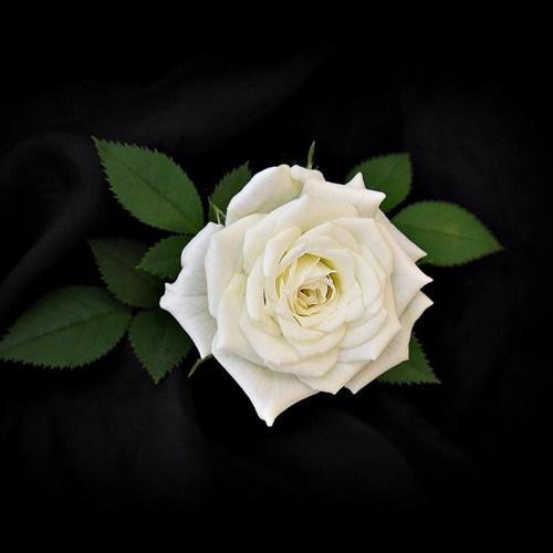 White Rose