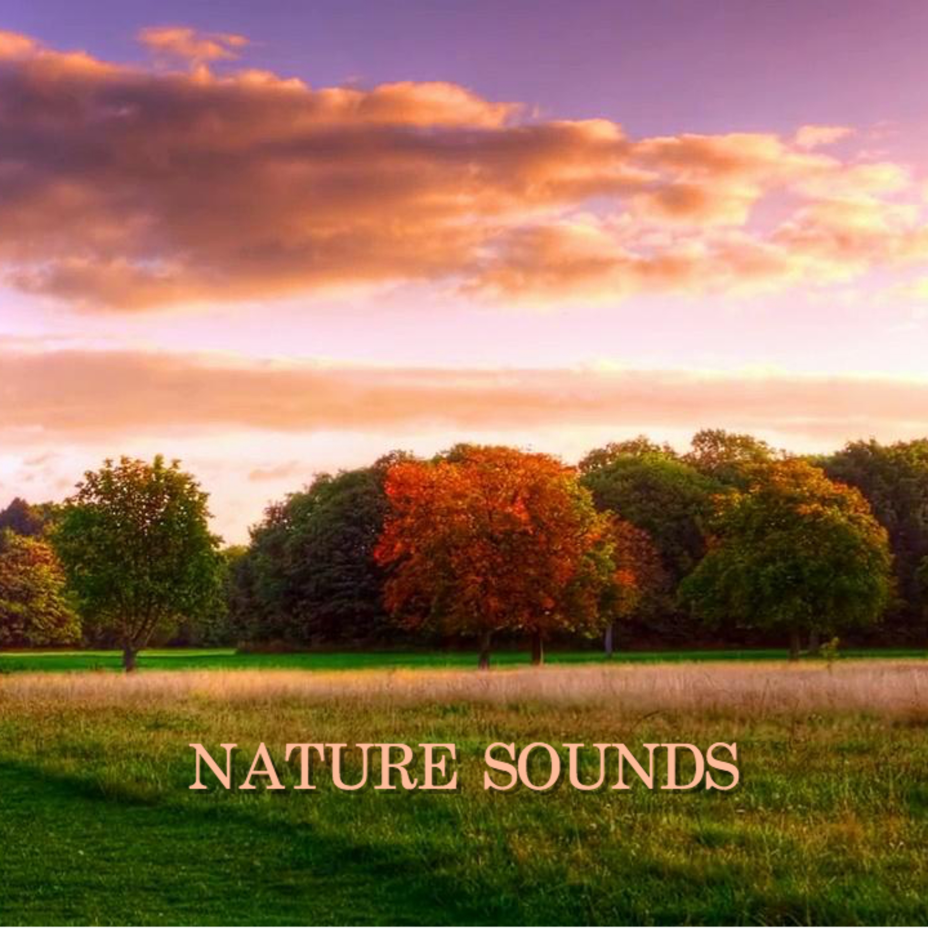 Nature Sounds