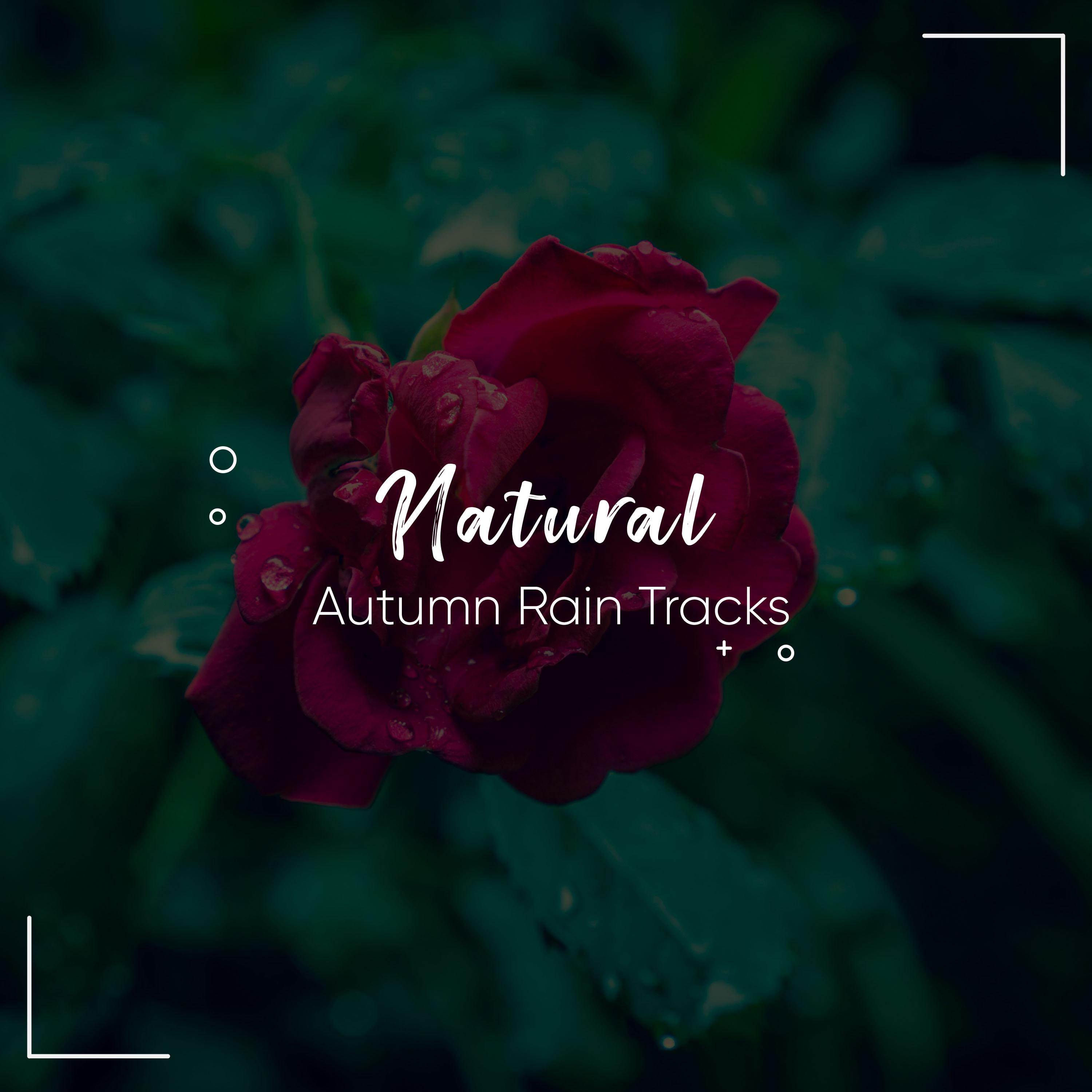 #19 Natural Autumn Rain Tracks from Nature