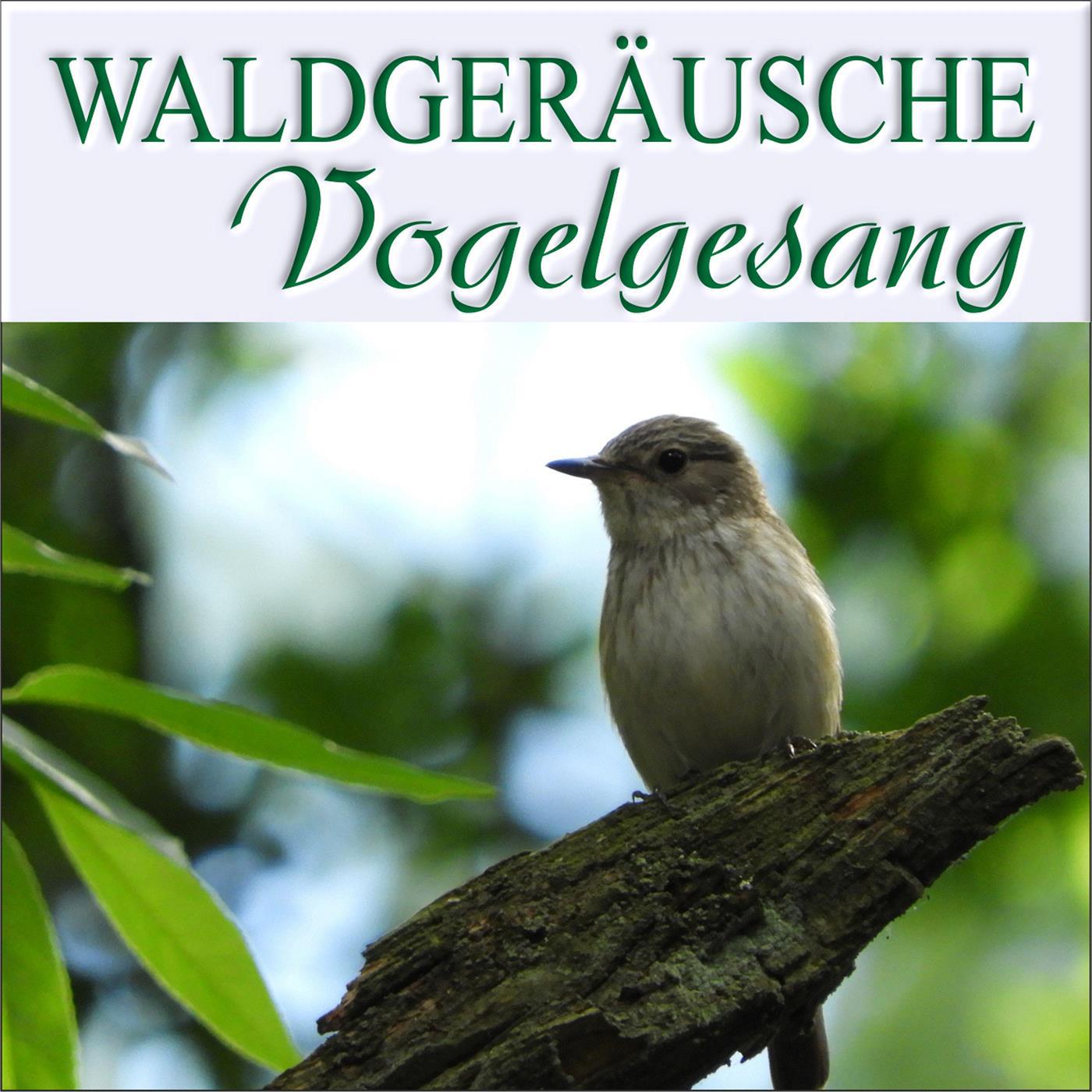 Vogelgesang am Waldrand