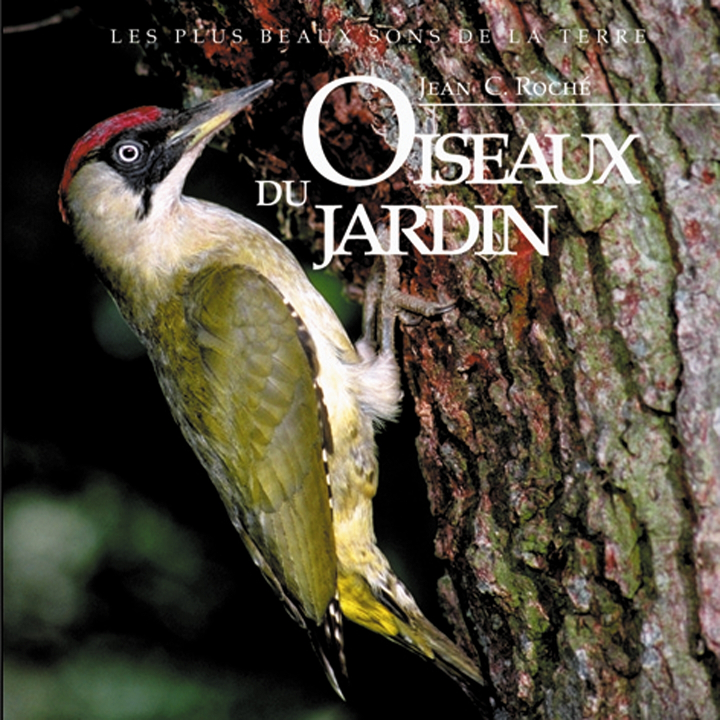 Oiseaux du jardin