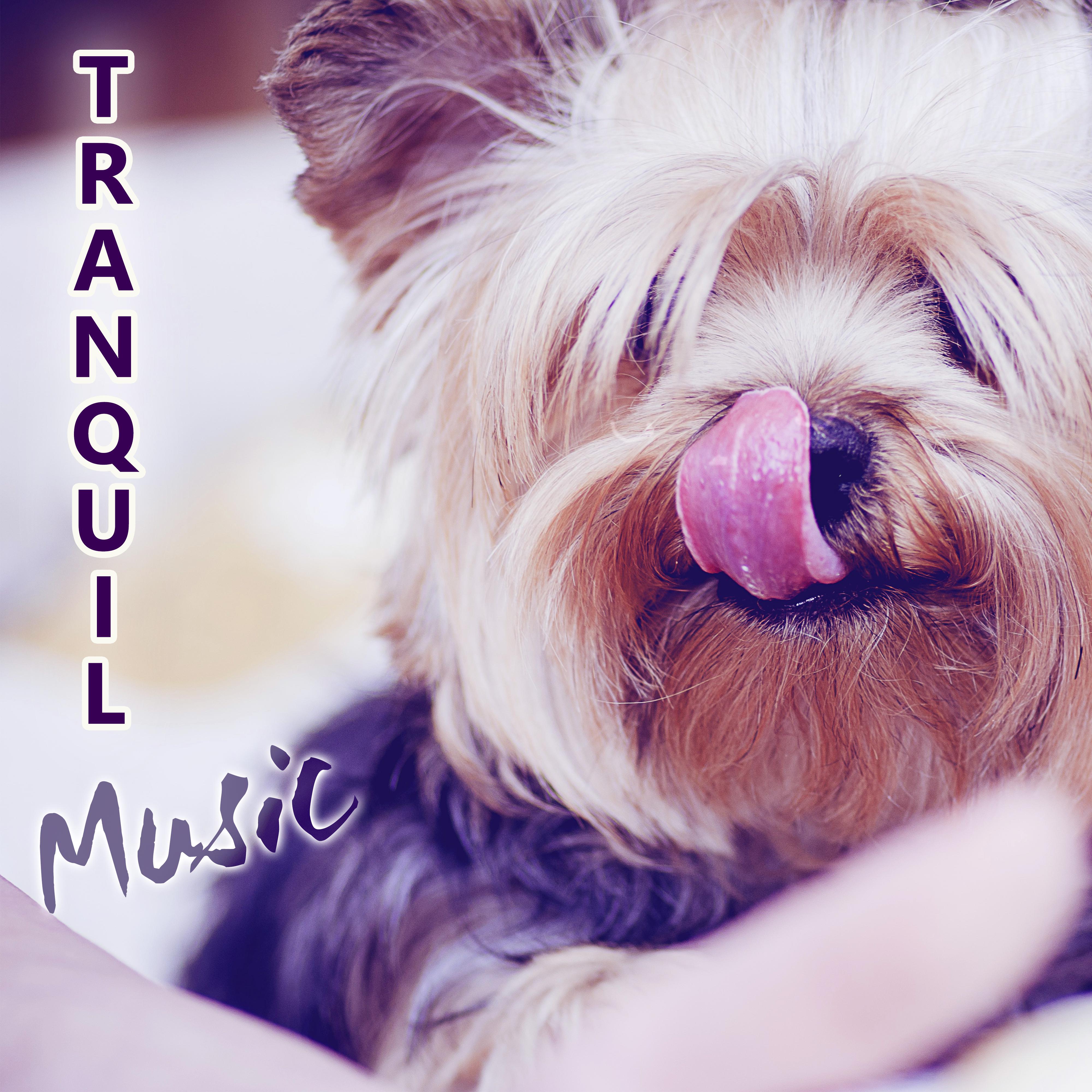 Tranquil Music - Calm Down Your Animal Companion, Soothing Nature Sounds for Puppies & Cats