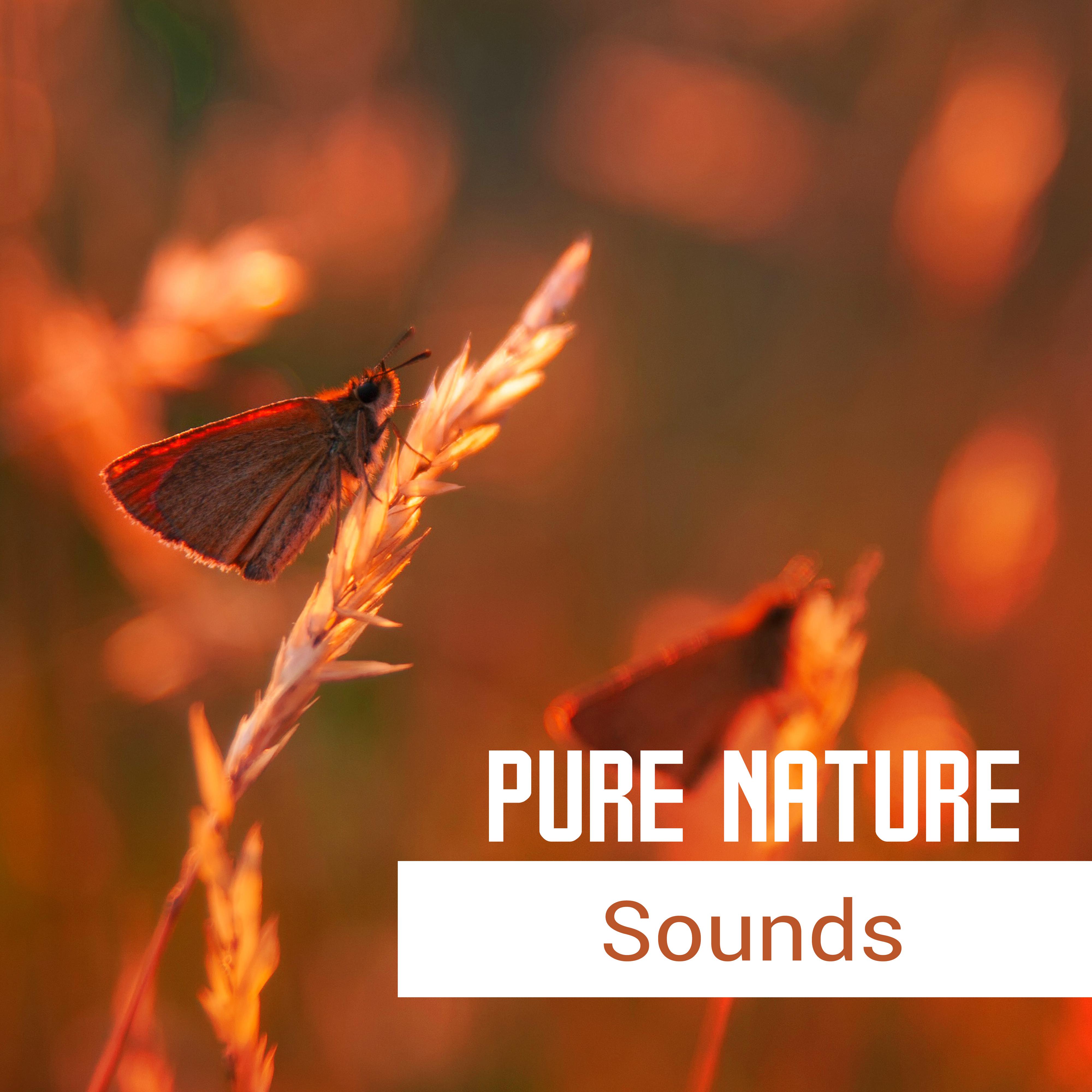 Pure Nature Sounds  Calming Songs for Relax, Stress Relief, Reduce Anxiety, New Age for Healing Nerves