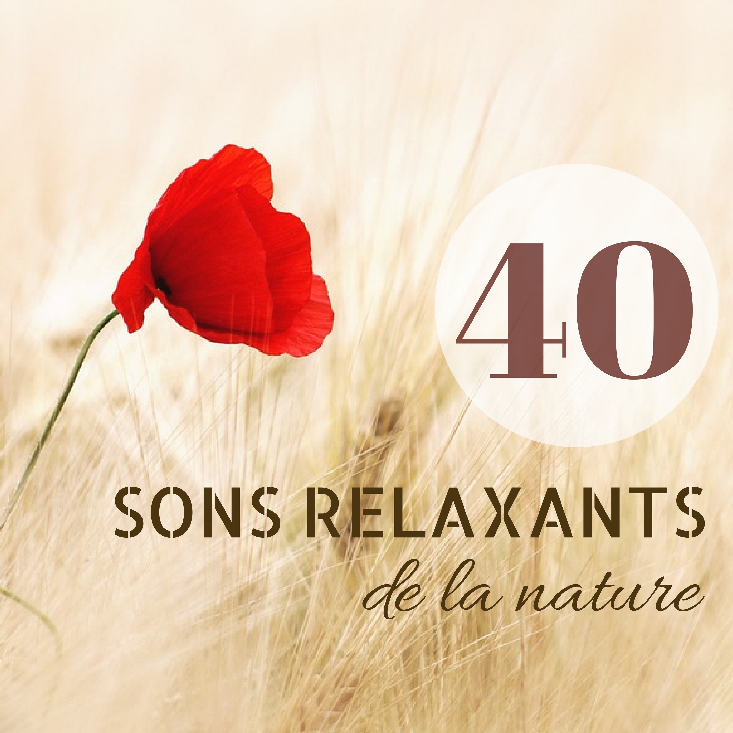 Sons relaxants de ruisseaux