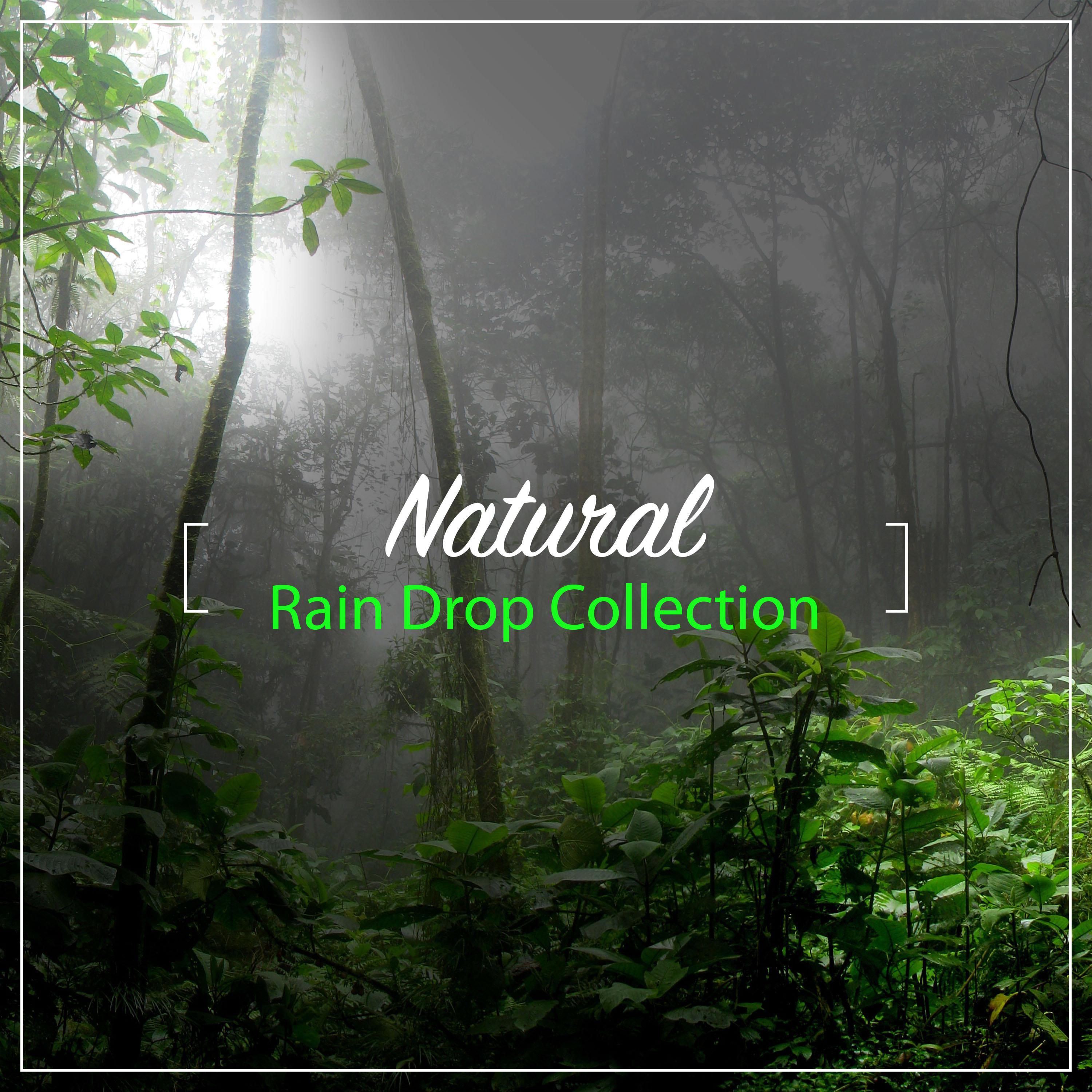 #24 Natural Rain Drop Collection from Nature