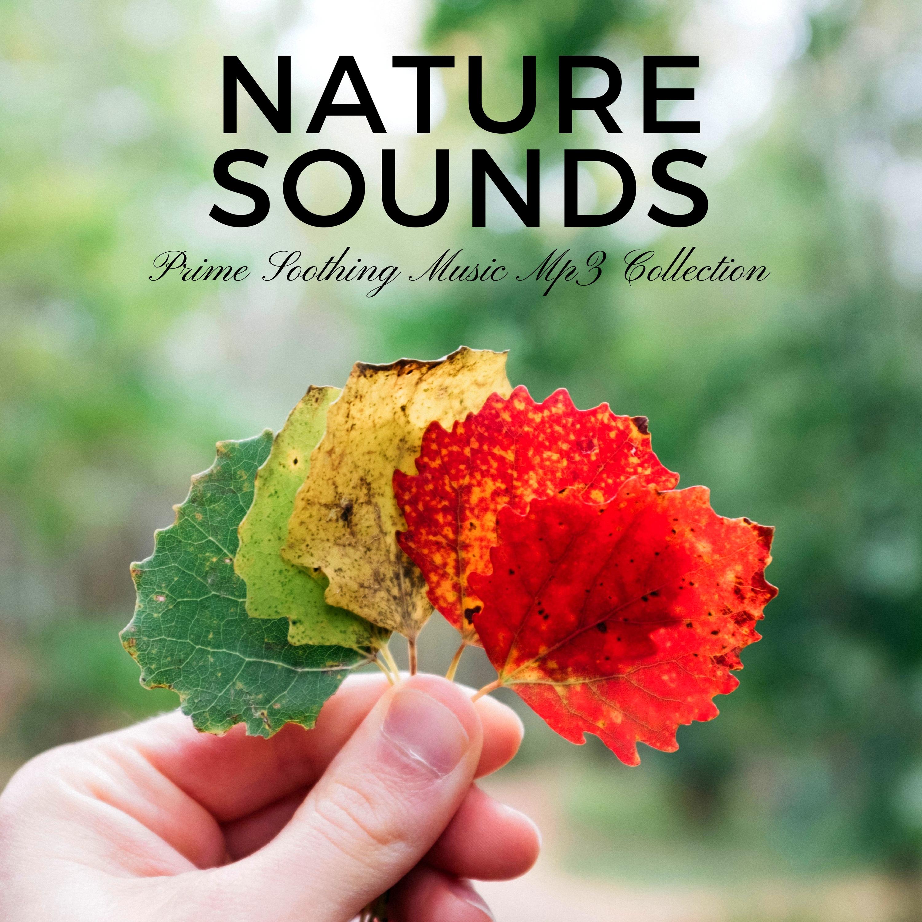 Nature Sounds - Prime Soothing Music Mp3 Collection