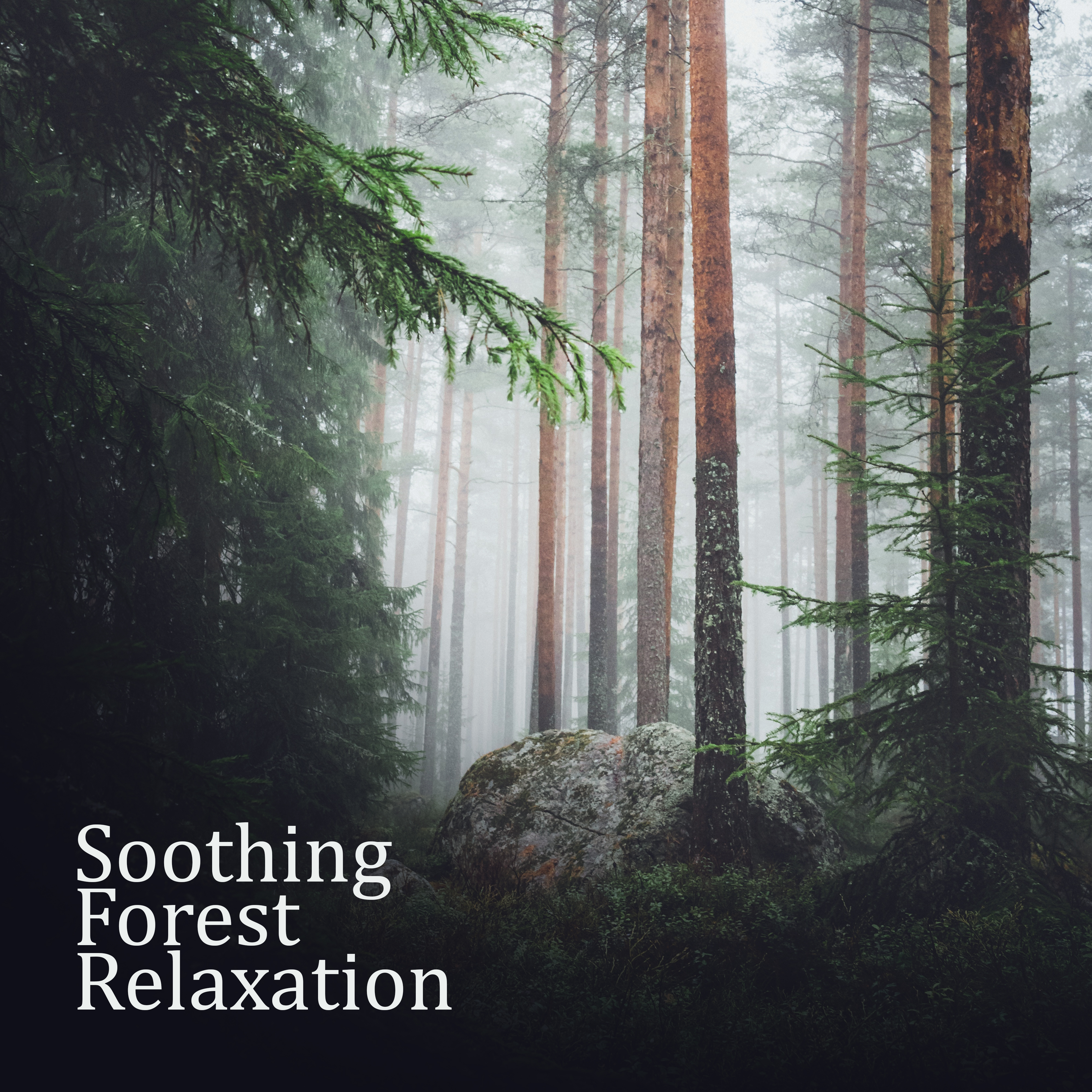Soothing Forest Relaxation