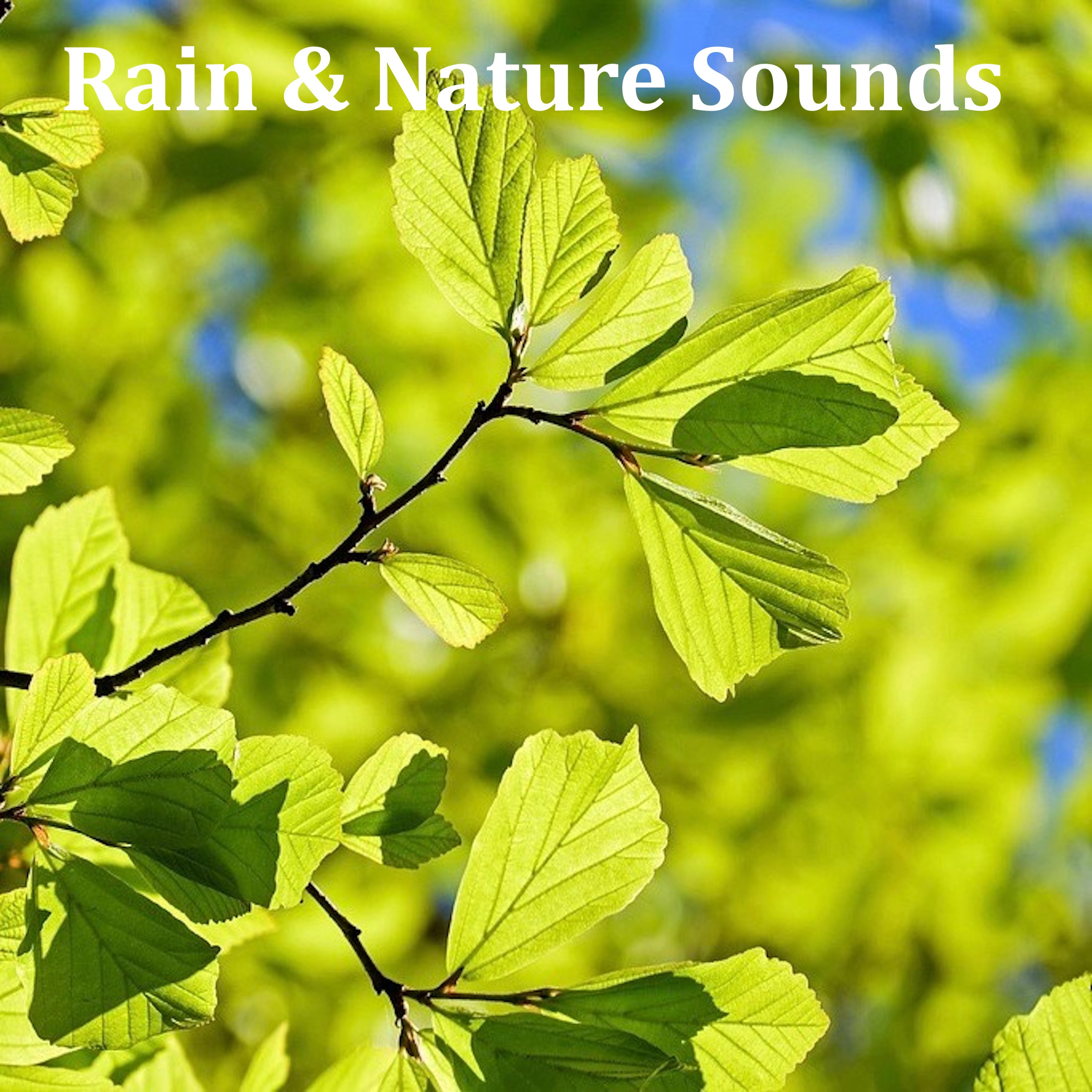 07 Loopable Ambient Rain Sounds for Deep Sleep, Meditation, Spa, Yoga, Zen, Mindfulness