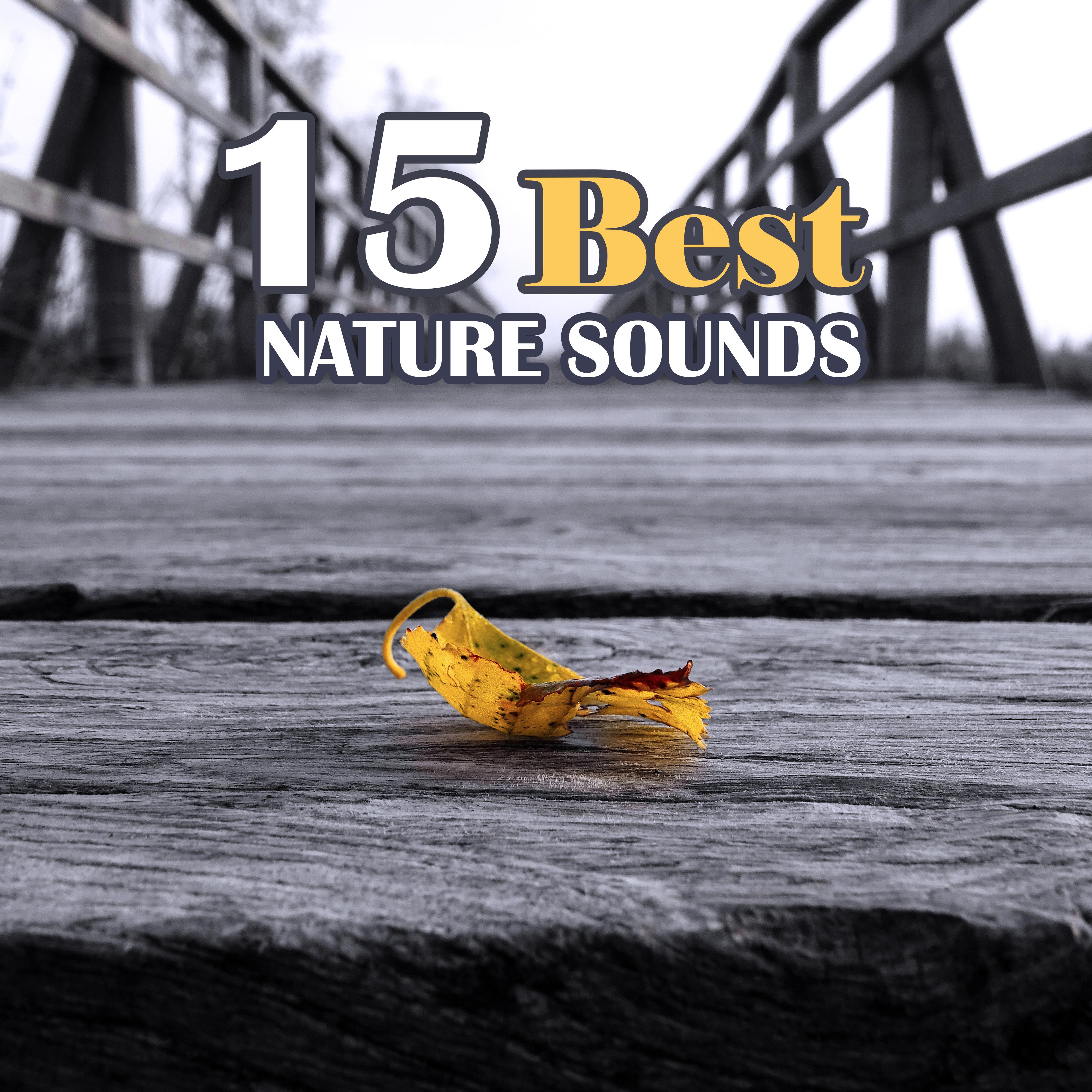 15 Best Nature Sounds