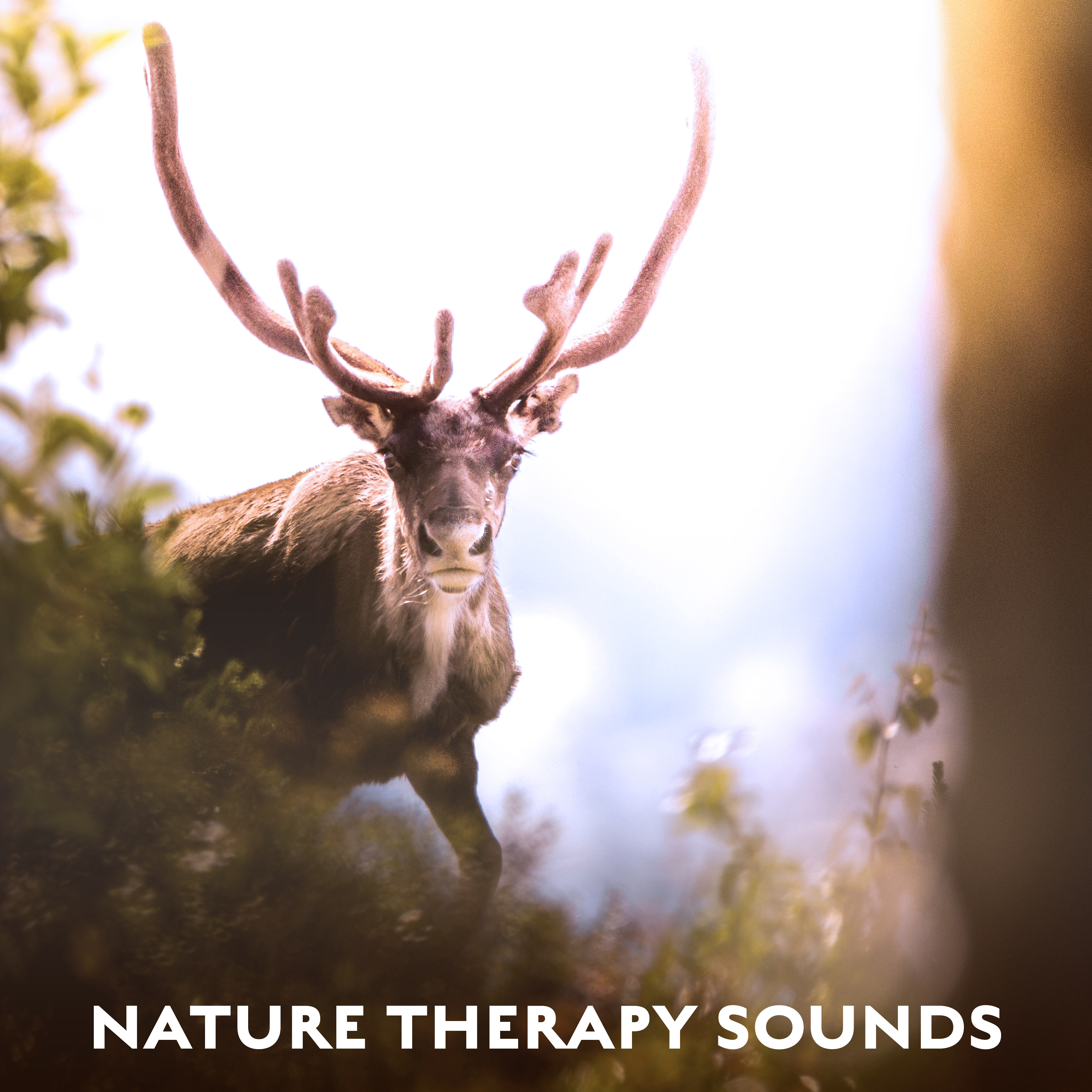 Nature Therapy Sounds