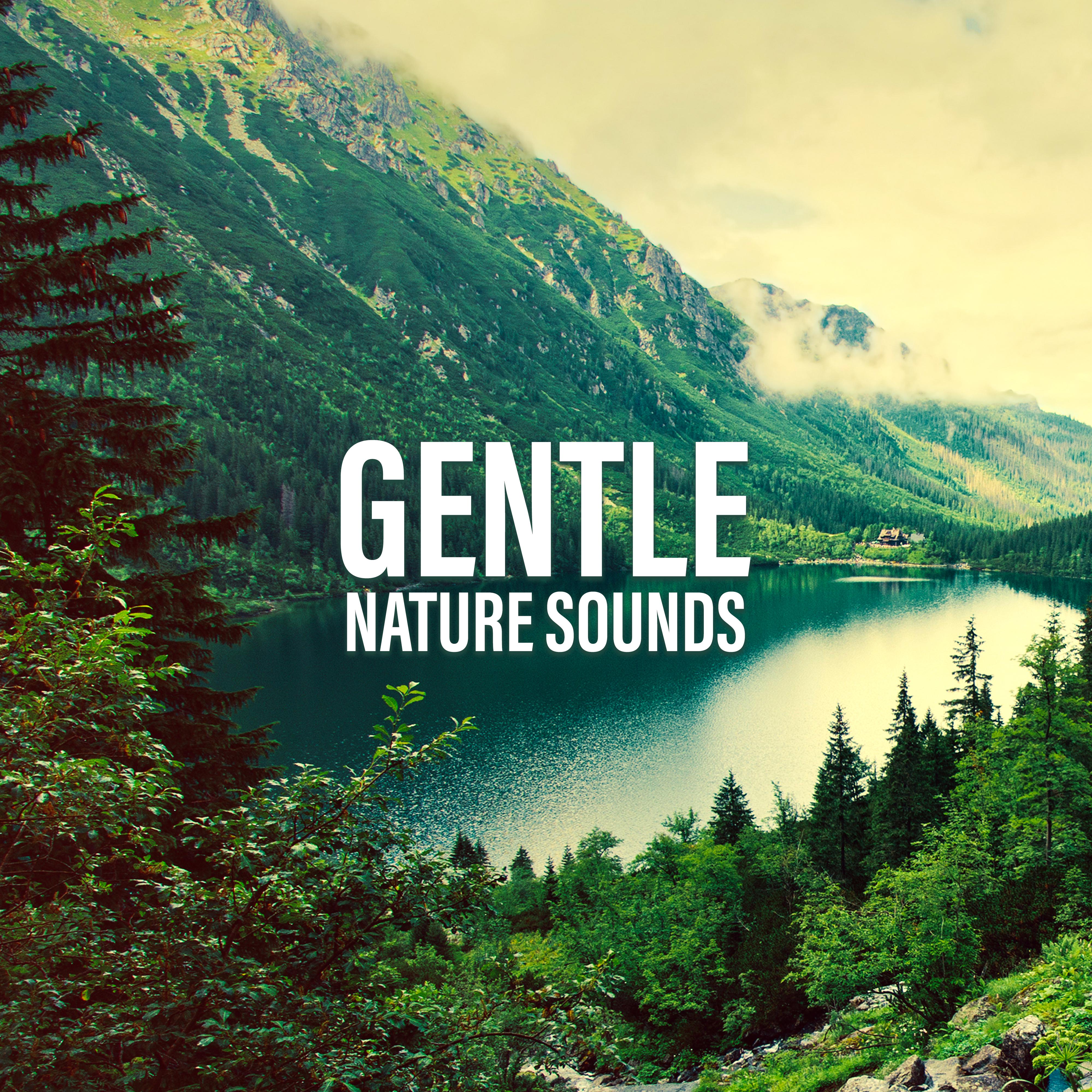 Gentle Nature Sounds
