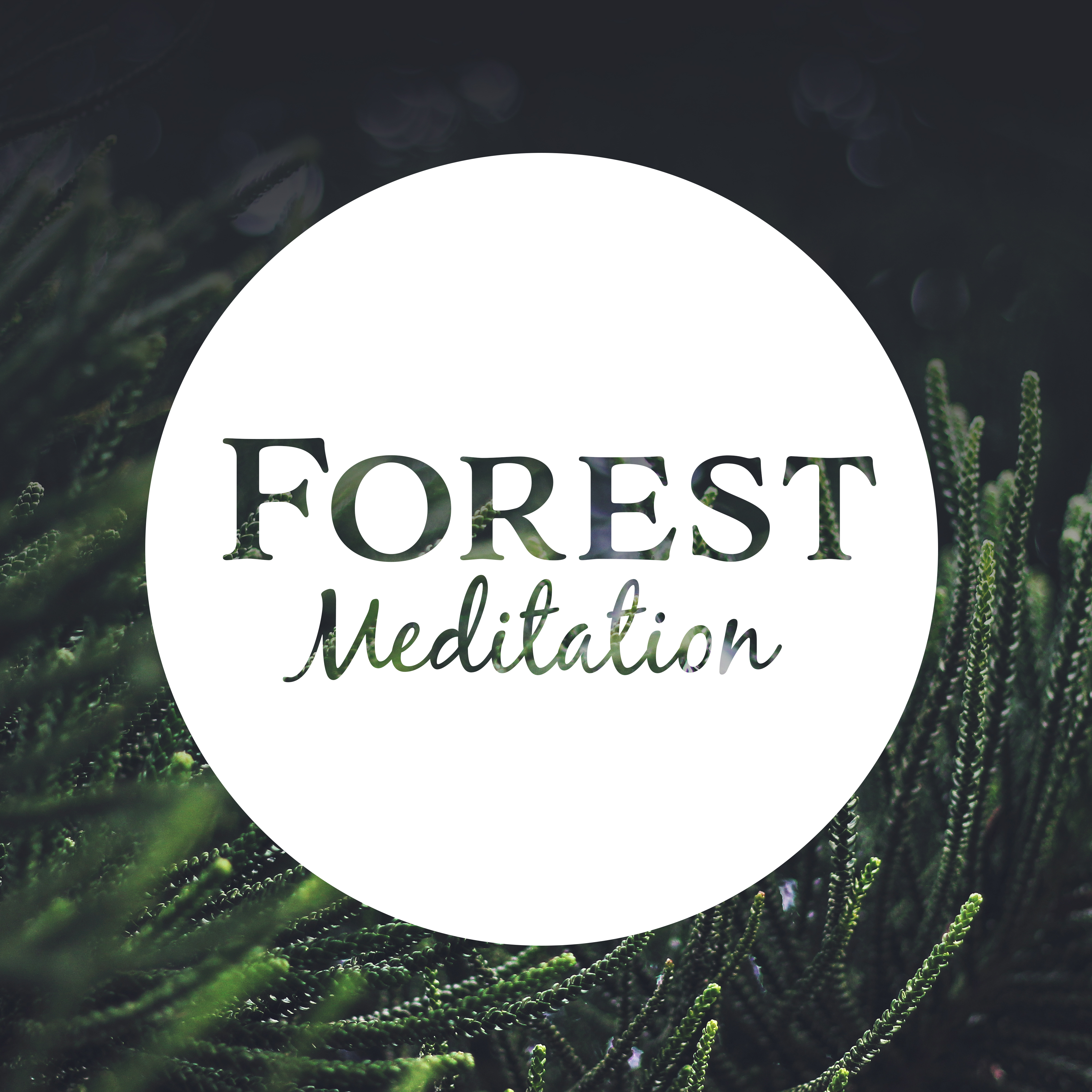 Forest Meditation  Sounds of Nature, Meditate in Peace, Mind Journey, Body Rest