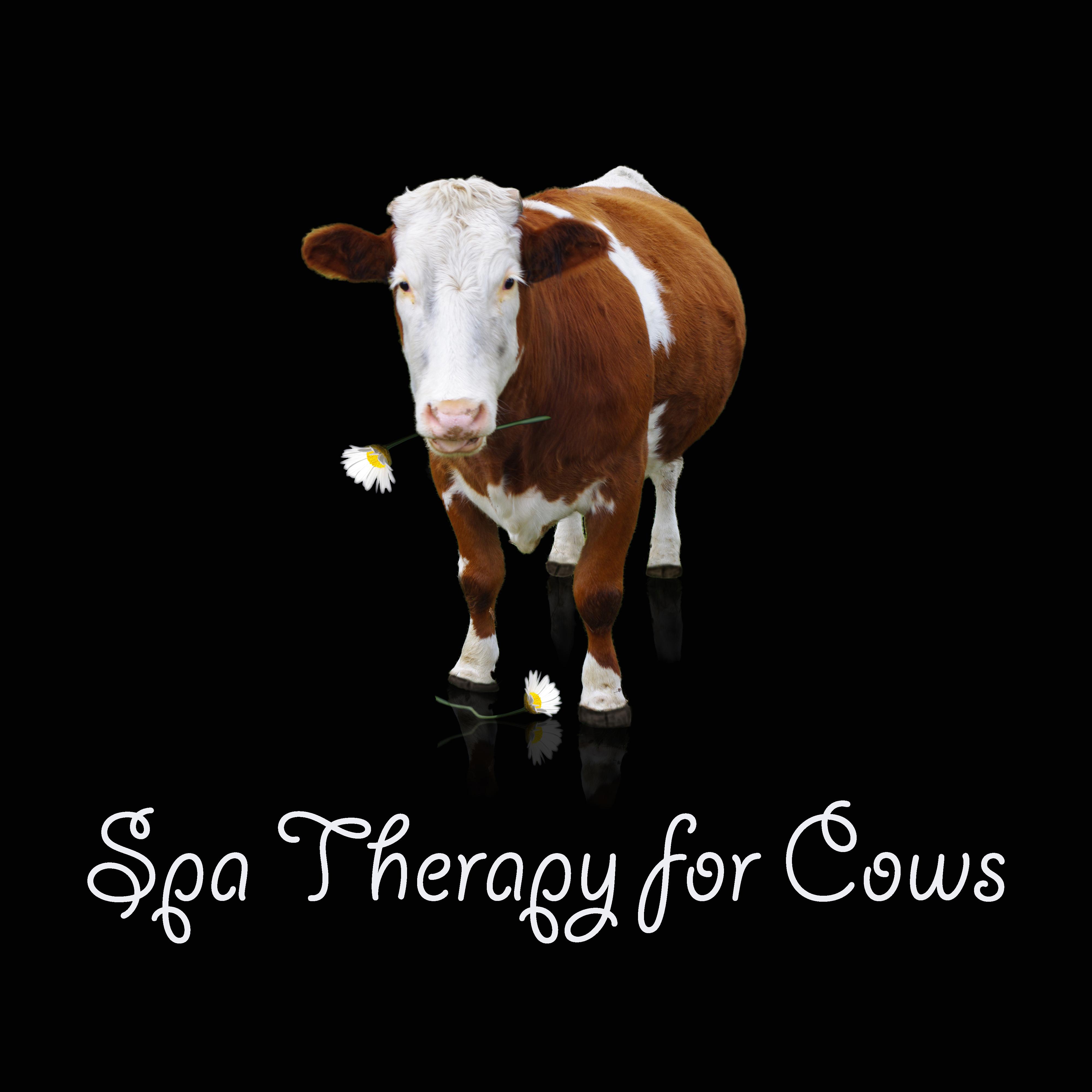 Spa Therapy for Cows