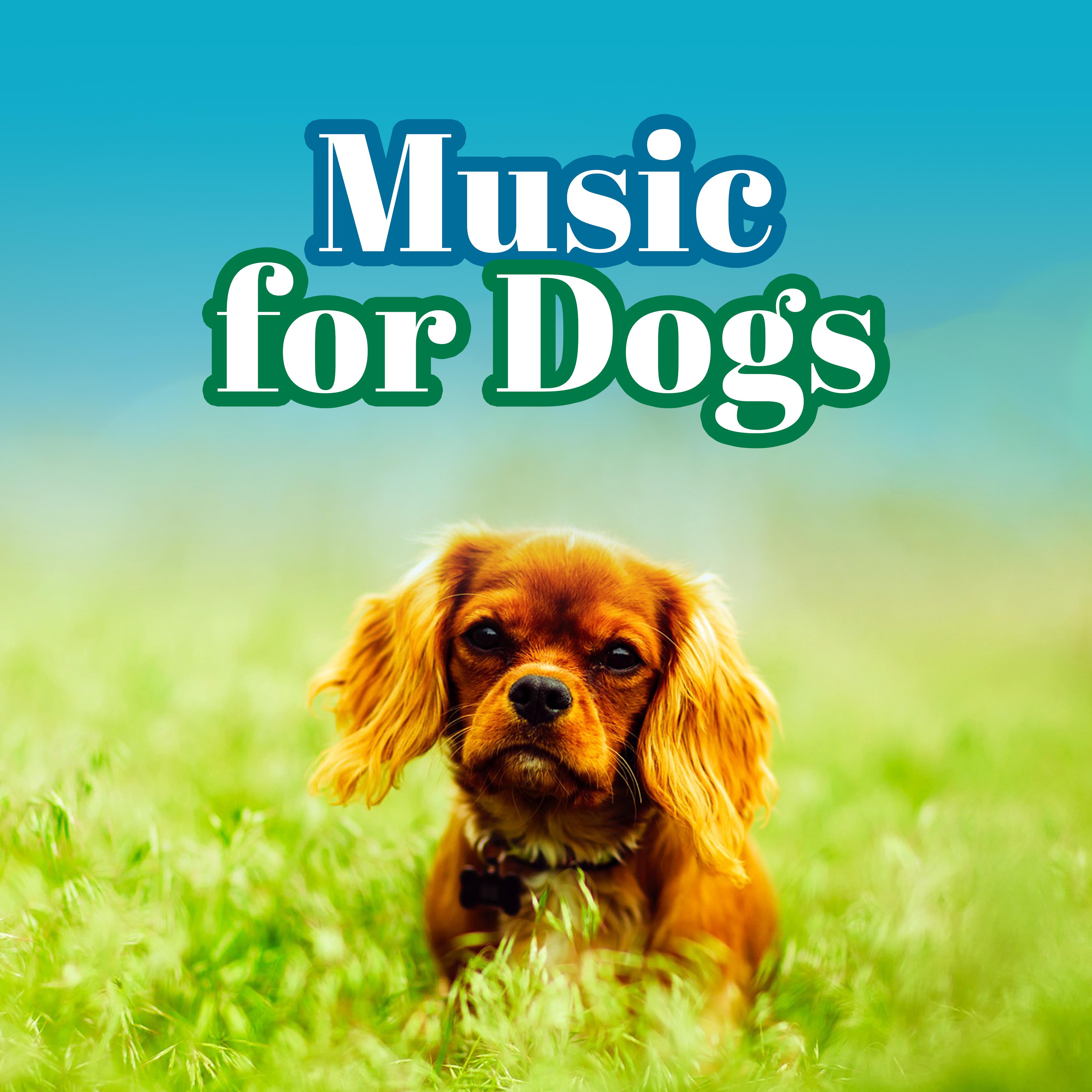 Classical Piano for Dogs