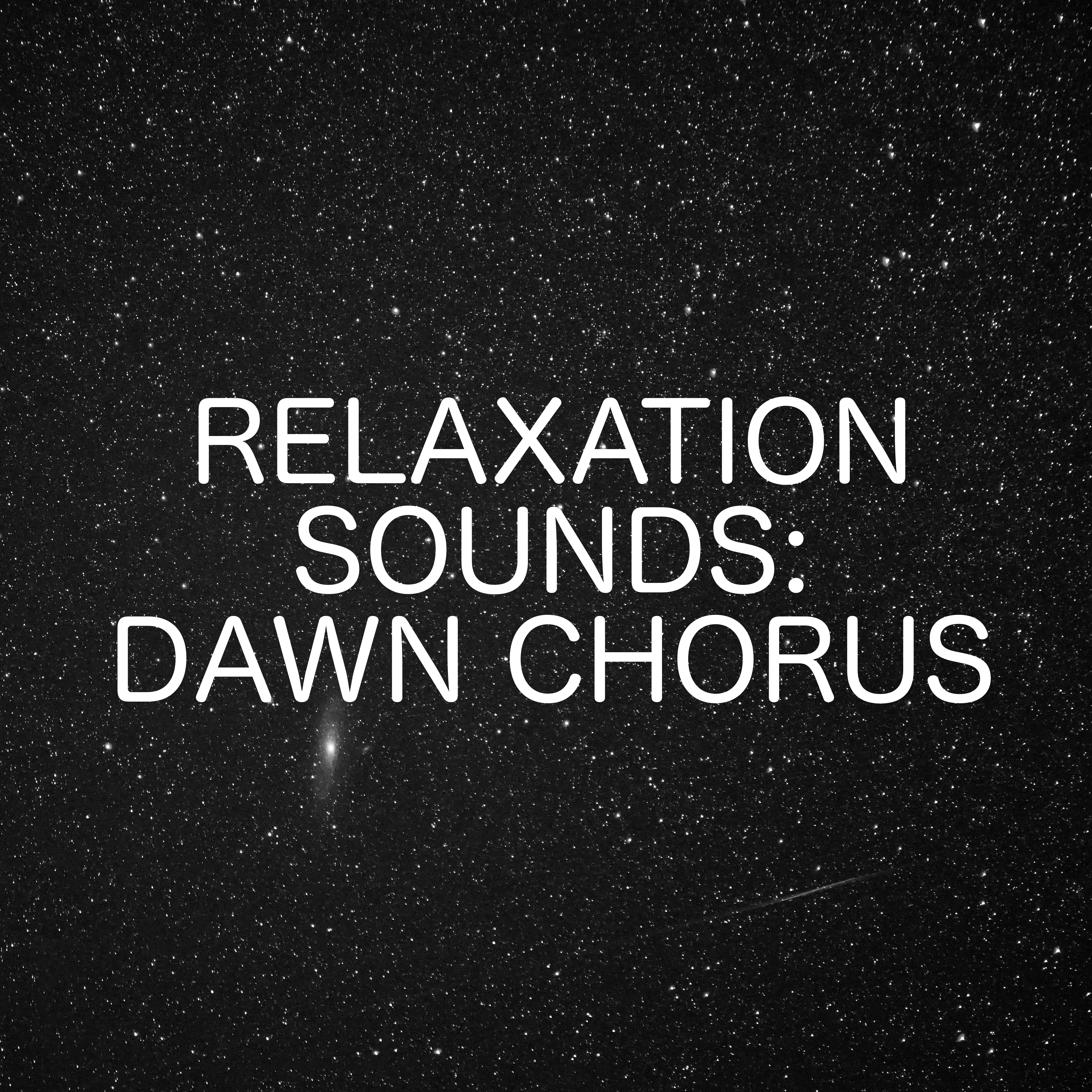 Relaxation Sounds: Ambient Dawn Chorus
