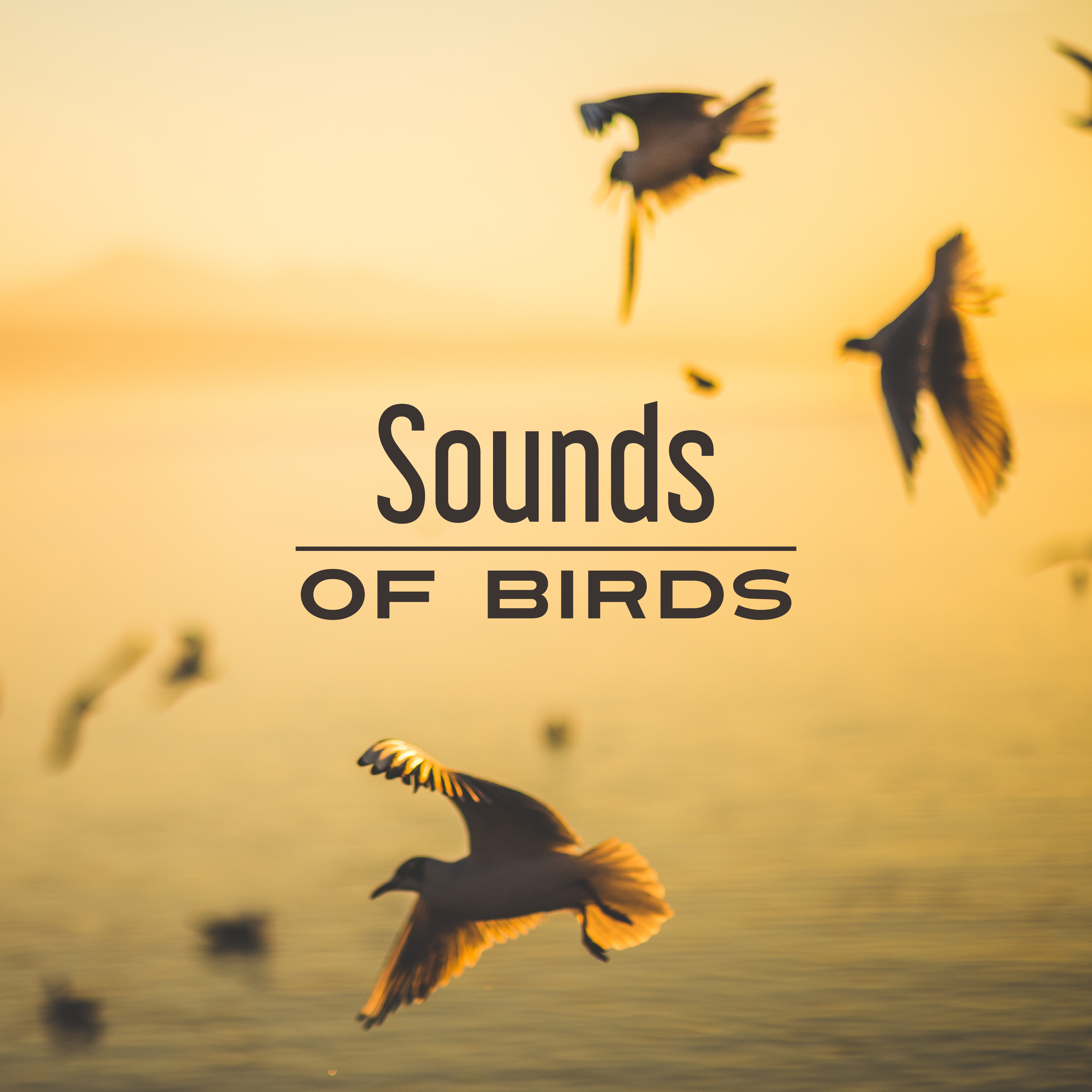 Sounds of Birds  Relaxing Therapy for Mind, Deep Sleep, Peaceful Music, Rest, Calmness, Relaxation, Harmony, Nature Sounds