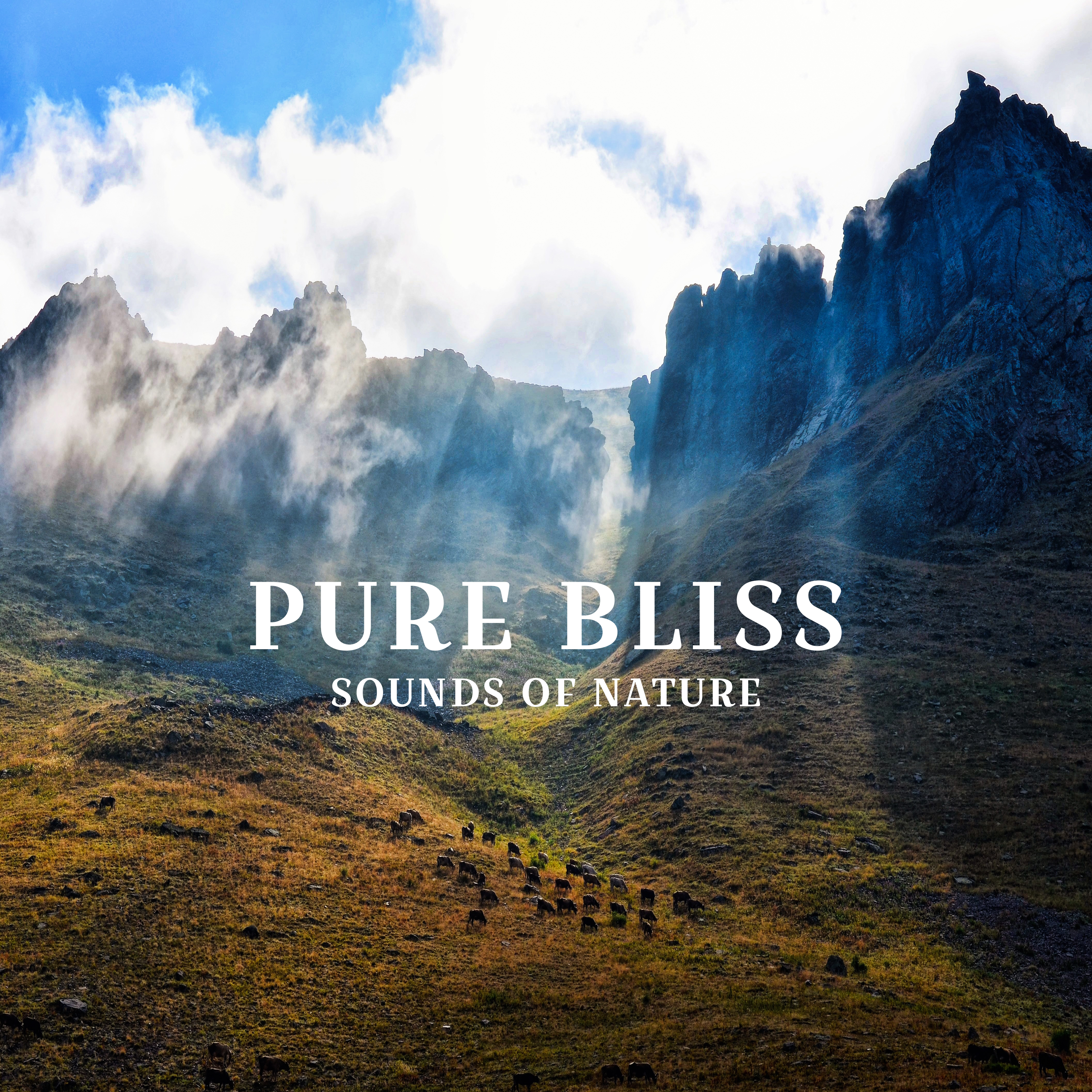Pure Bliss Sounds of Nature