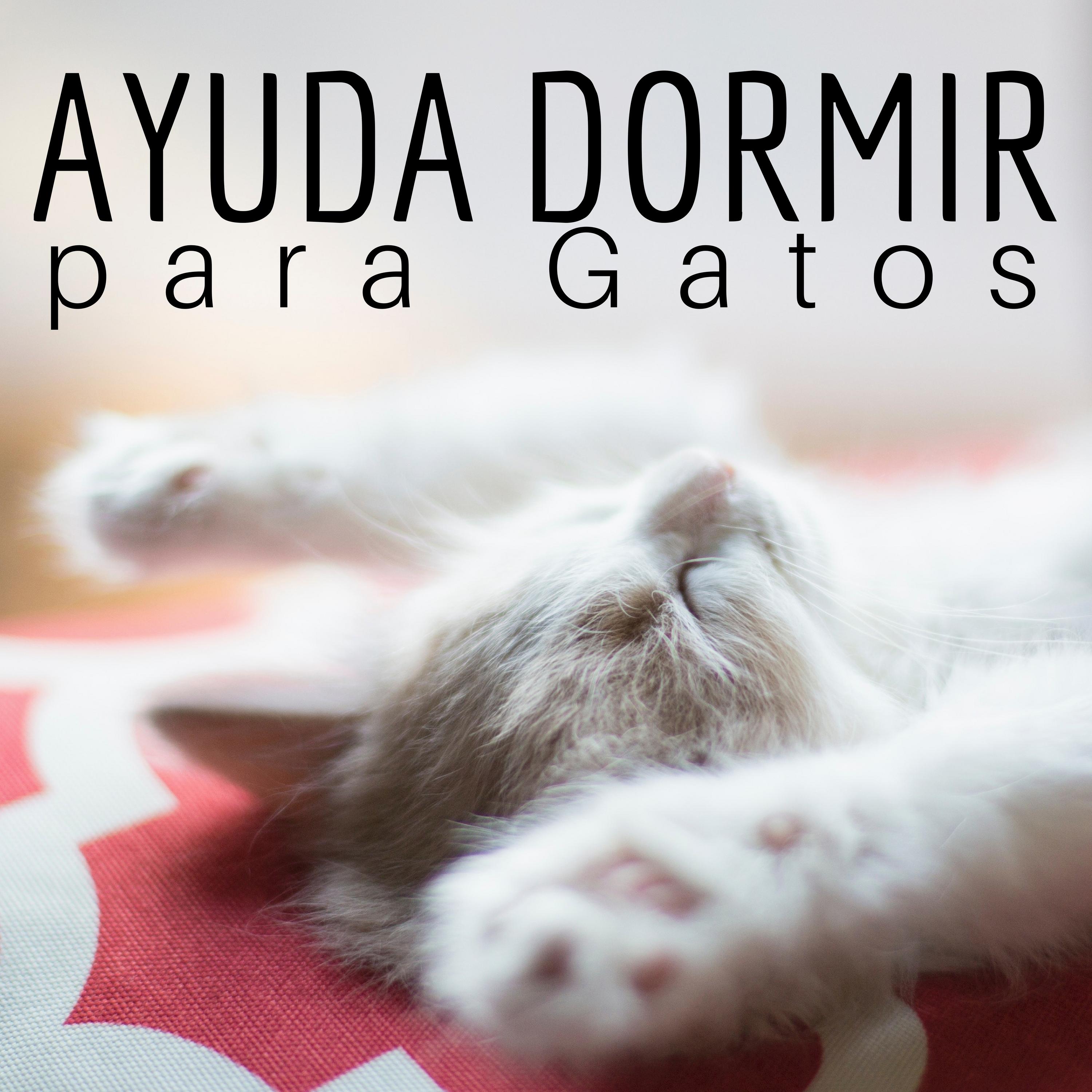 Ayuda Dormir para Gatos