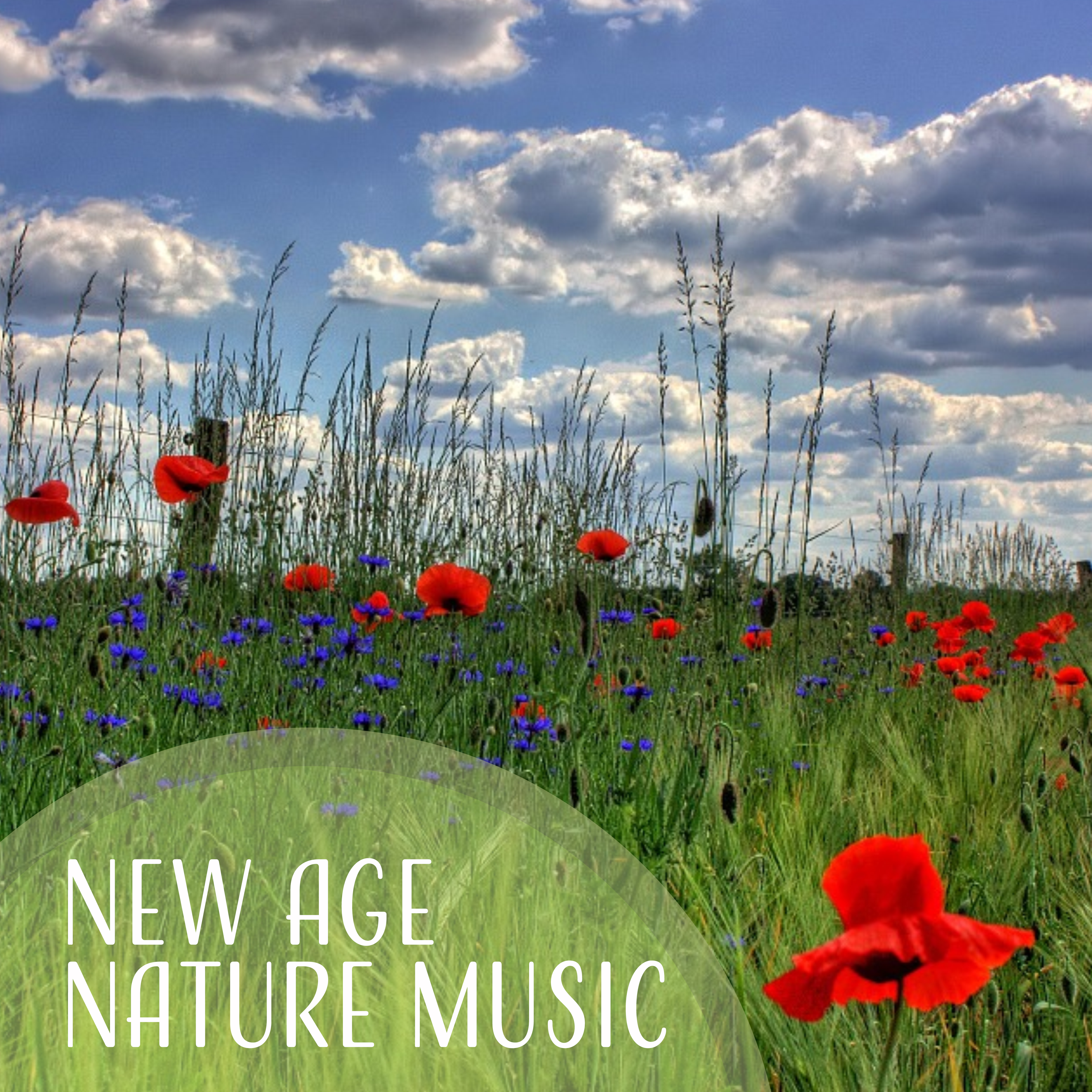 New Age Nature Music  Calming Sounds, Nature Relaxation, Forest Sounds, Bird Singing