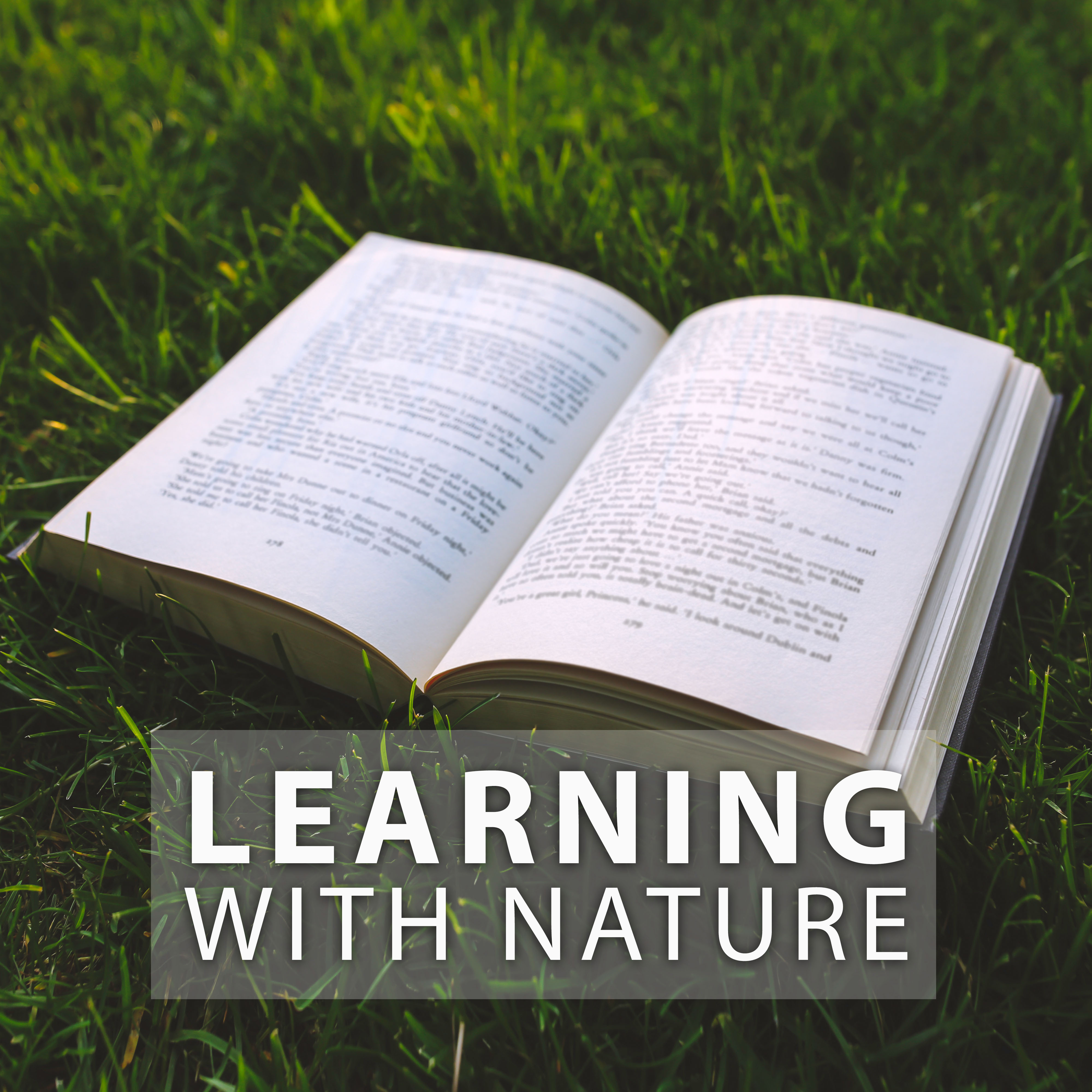 Learning with Nature  Calm Music to Study, Focus on Task, Reading Books, Nature Sounds for Better Concentration