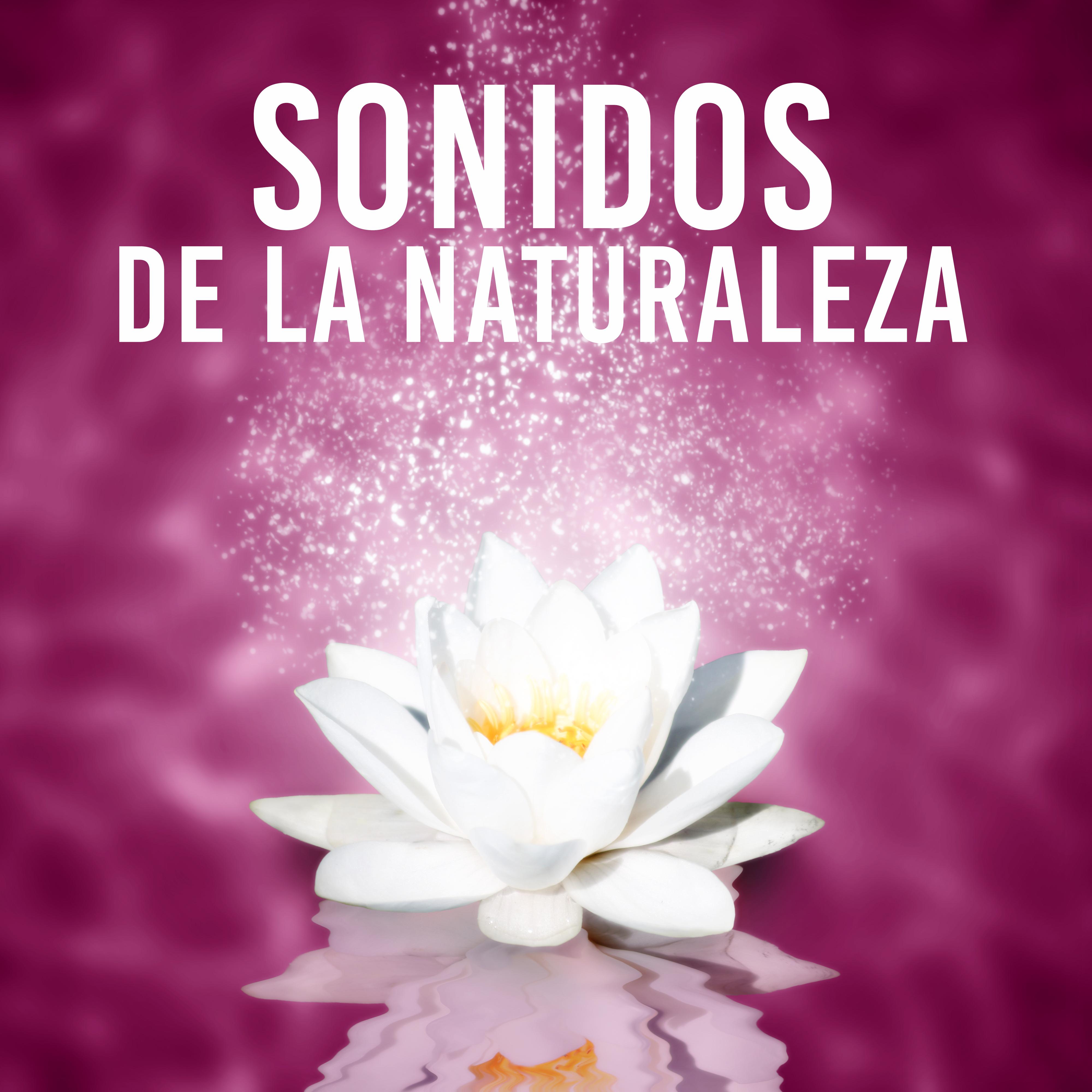 Sonidos de La Naturaleza  Armoni a, Goodness, Kindness, Honesty, Asia tico, Japone s, Feng Shui, Equilibrio