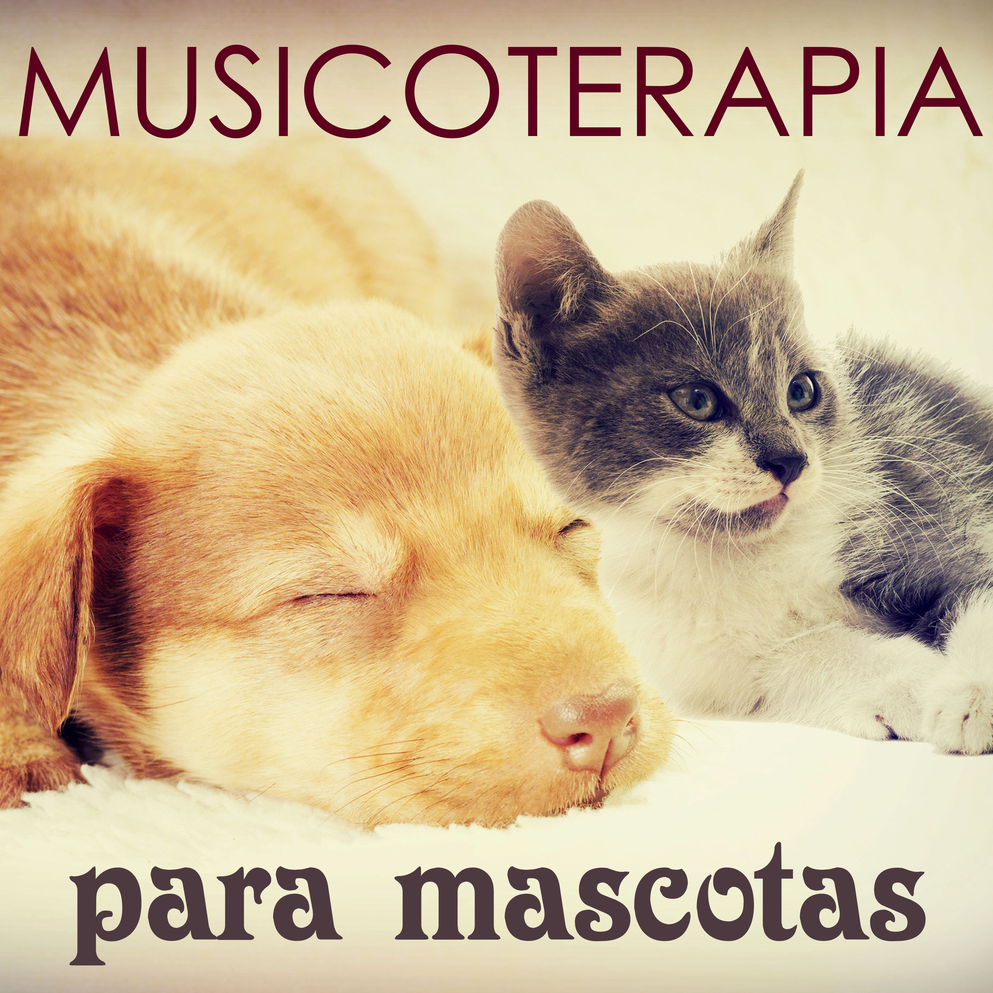 Musicoterapia Mascota