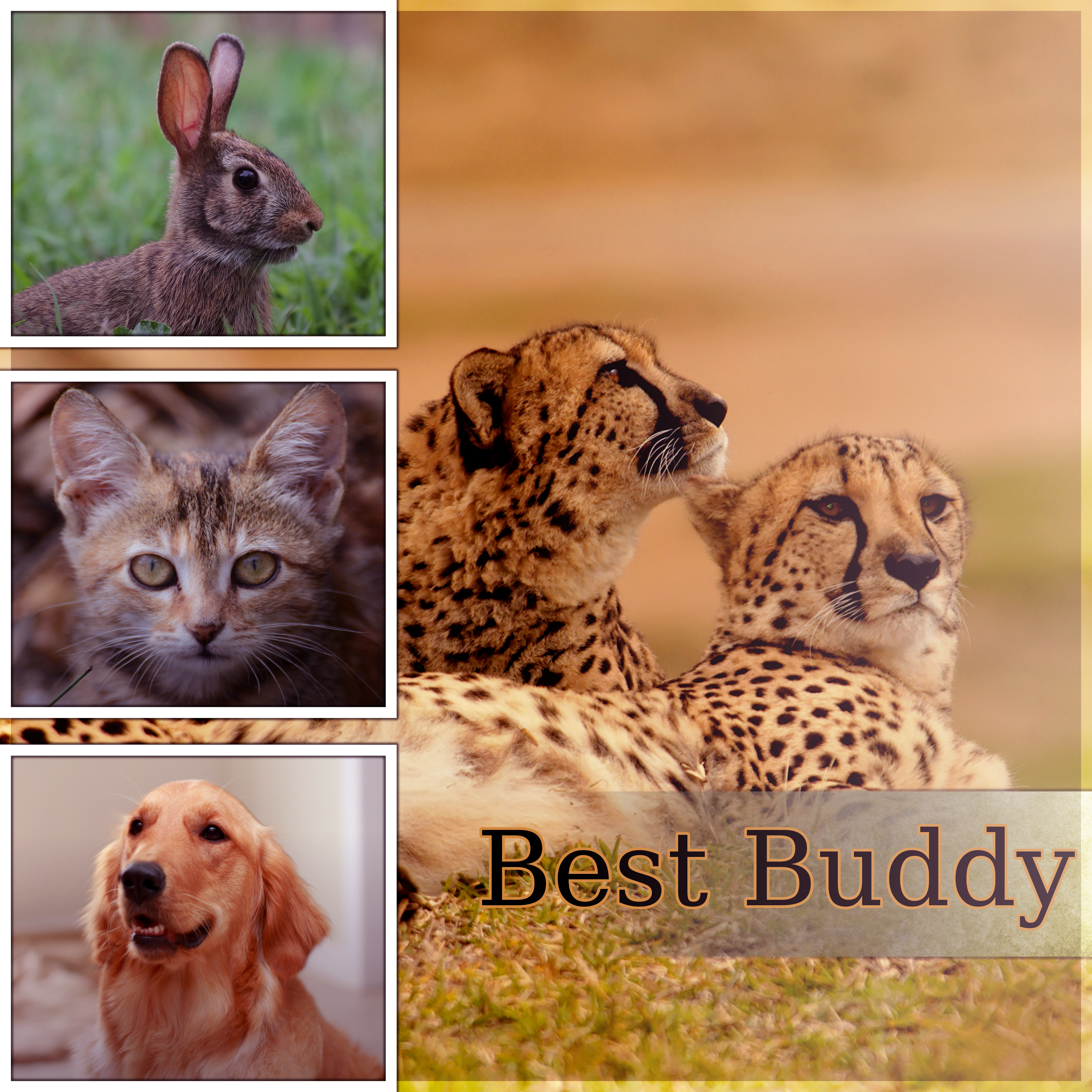 Best Buddy  Calming Music to Relax and Calm Down Your Dog, Pet Relaxation, Stress Relief, Anxiety Medication, Sleep Aids, Music Therapy for Dogs, Comfort and Happiness with Nature Sounds