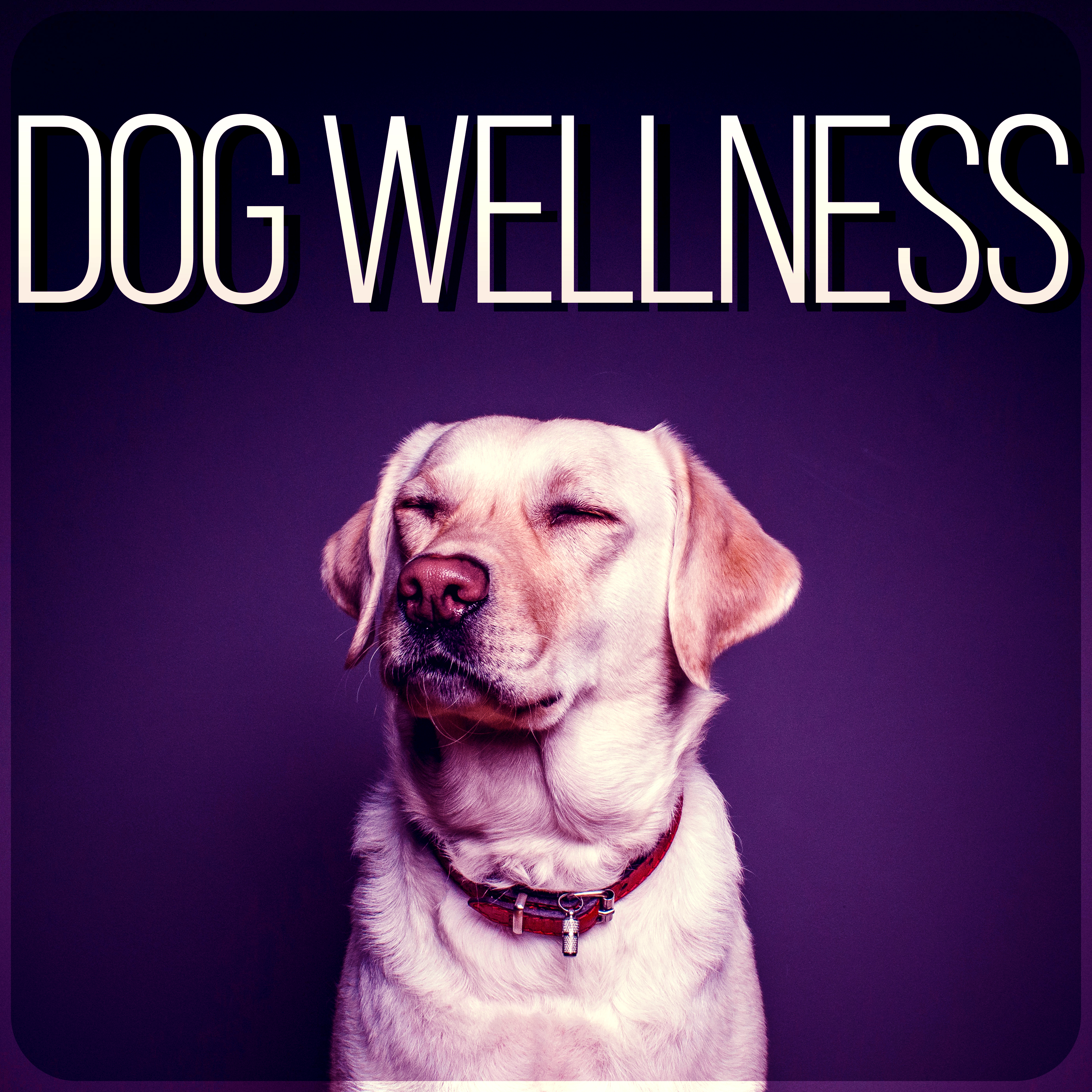 Dog Wellness  Calm Down Your Animal Companion, Music Therapy for Dogs, Sleep Aids, Pet Relaxation, Stress Relief