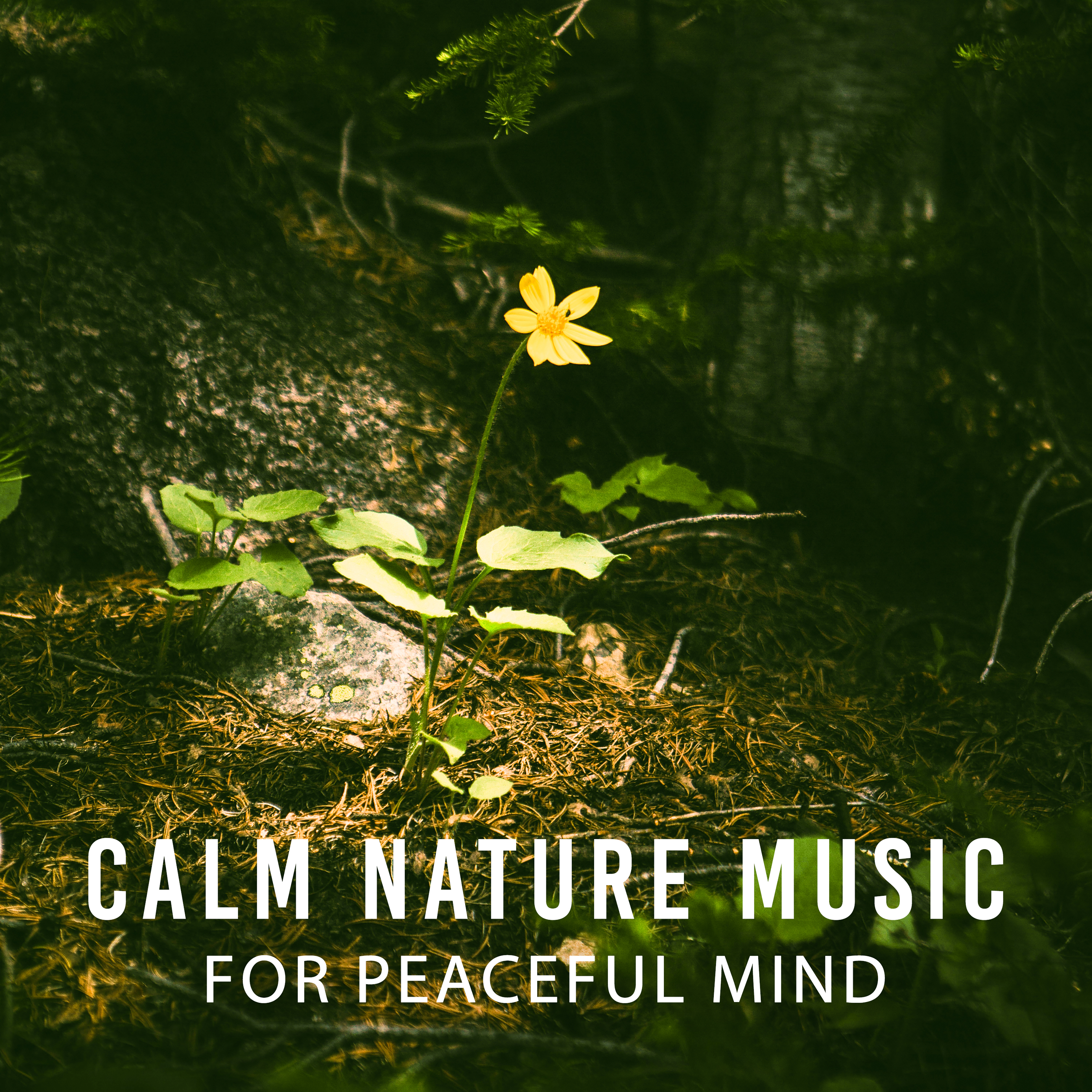Calm Nature Music for Peaceful Mind  Rest with Nature Sounds, Music to Relax, Inner Harmony, Spirit Journey