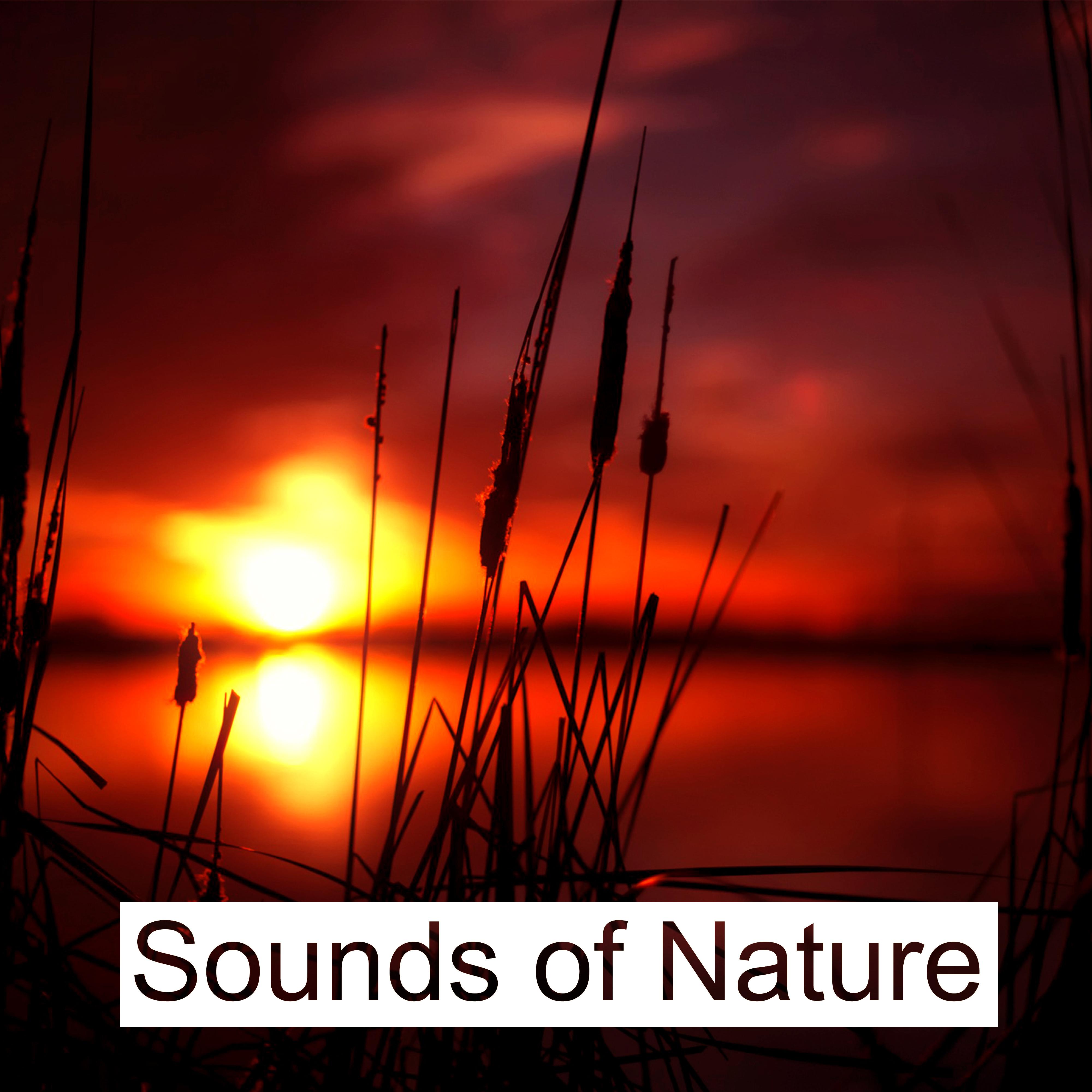 Sounds of Nature  Relaxing Waves for Pure Mind, Deep Sleep, Sea Sounds
