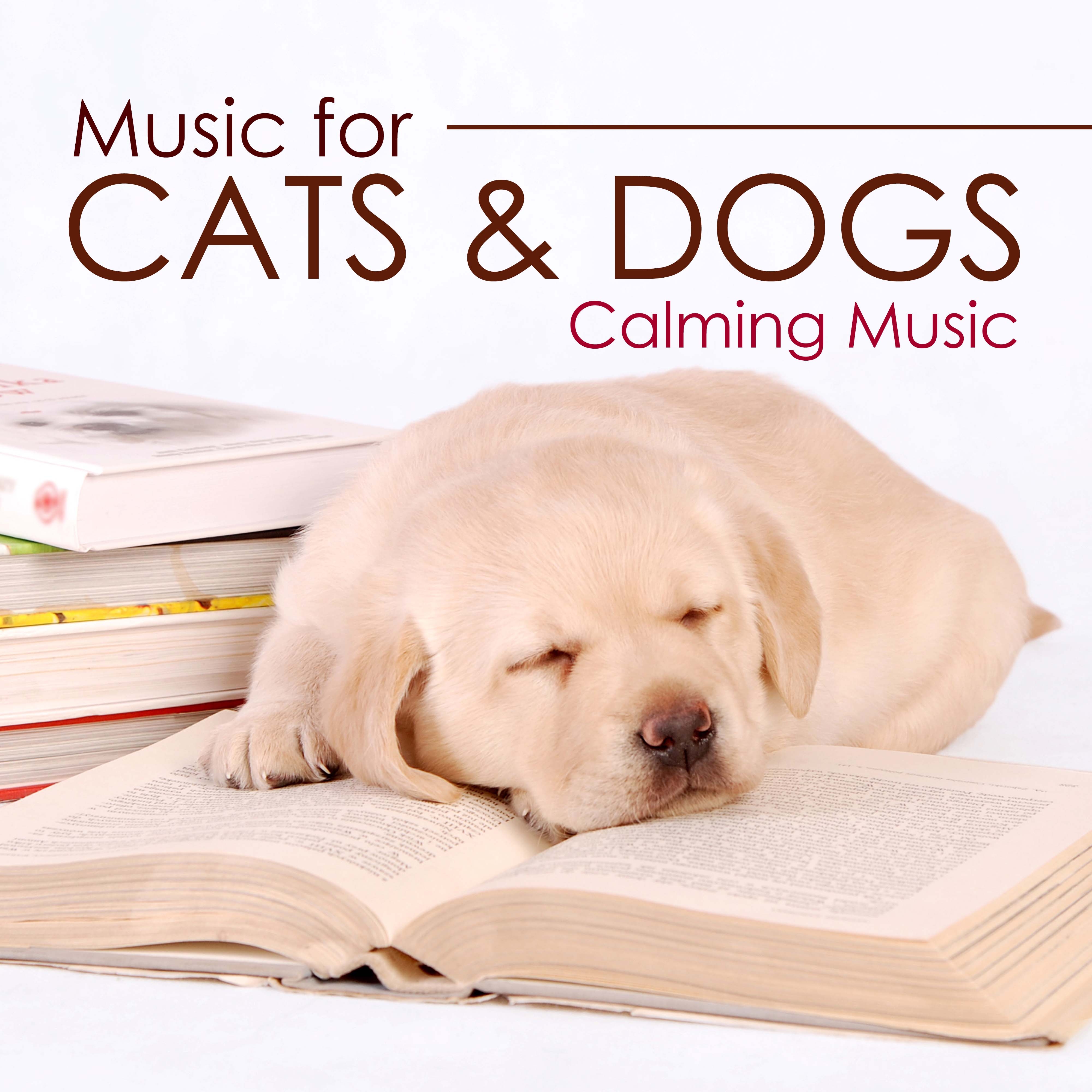 Music for Cats and Dogs - Calming Music for your Pets