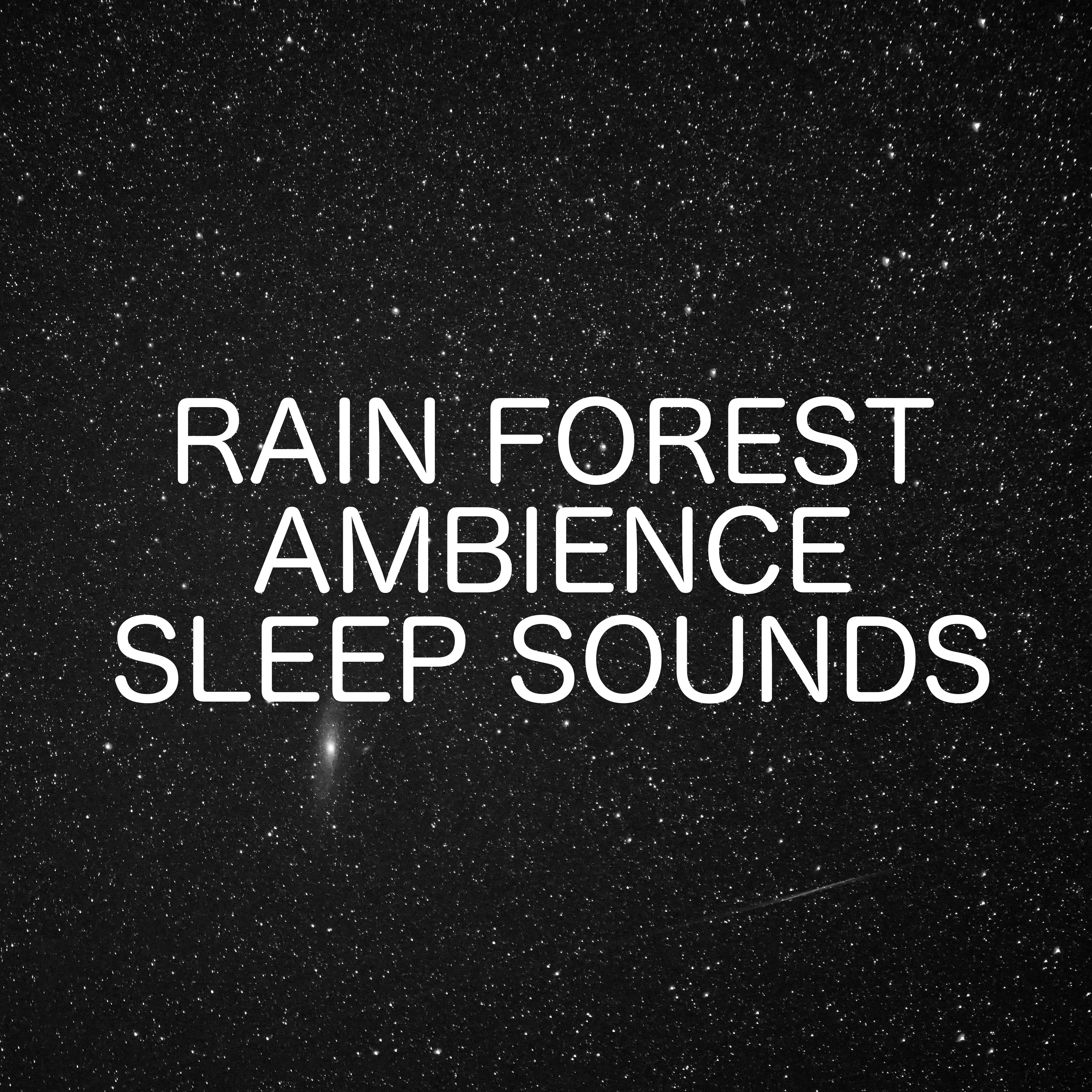 Rain Forest Ambience Sleep Sounds - Sounds From The Jungle For A Clearer Mind