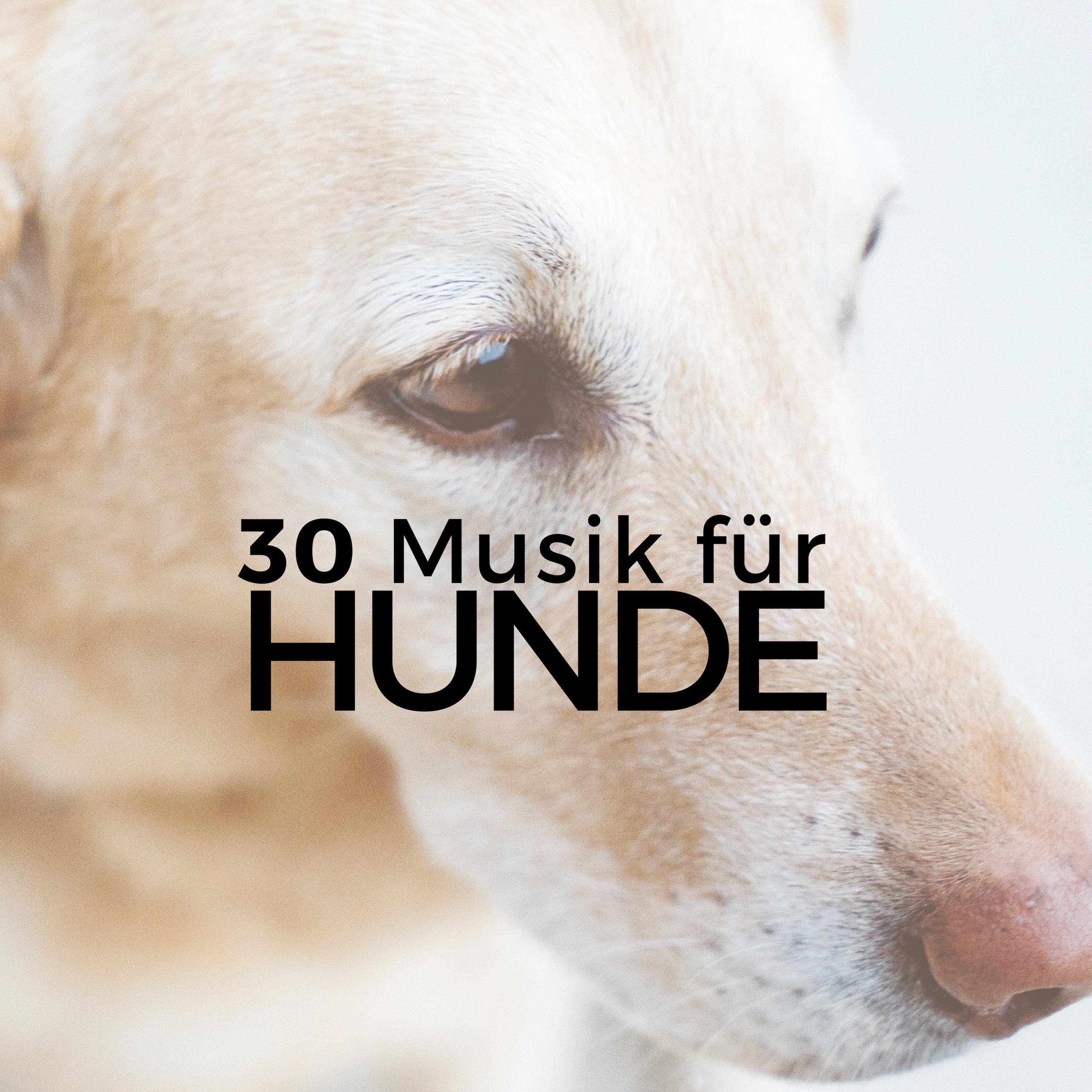 Musik fü r Hunde