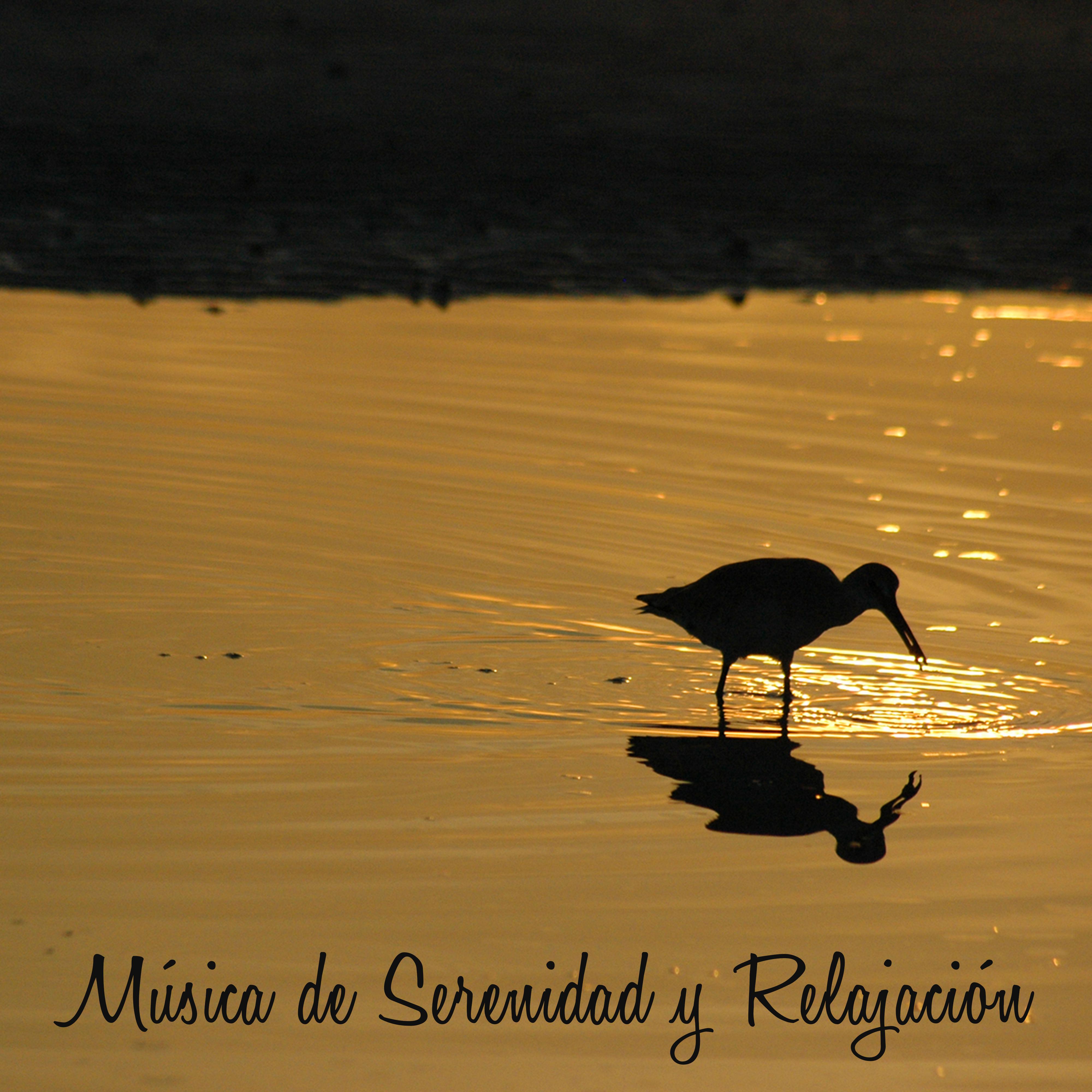 Musica de Serenidad y Relajacion  Musica Relajante para Hacer Yoga y Meditar